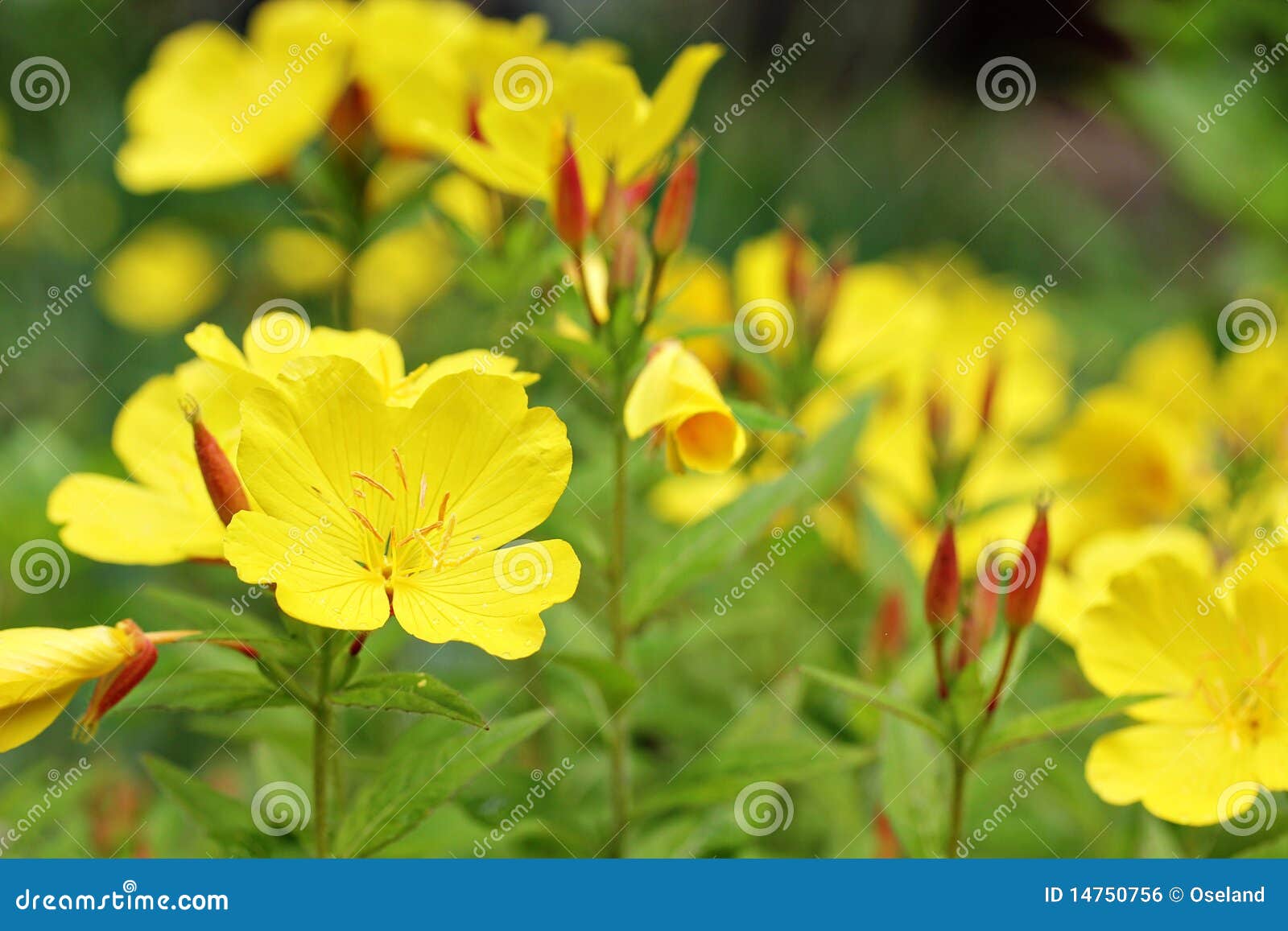 yellow evening primrose flowers in the garden.