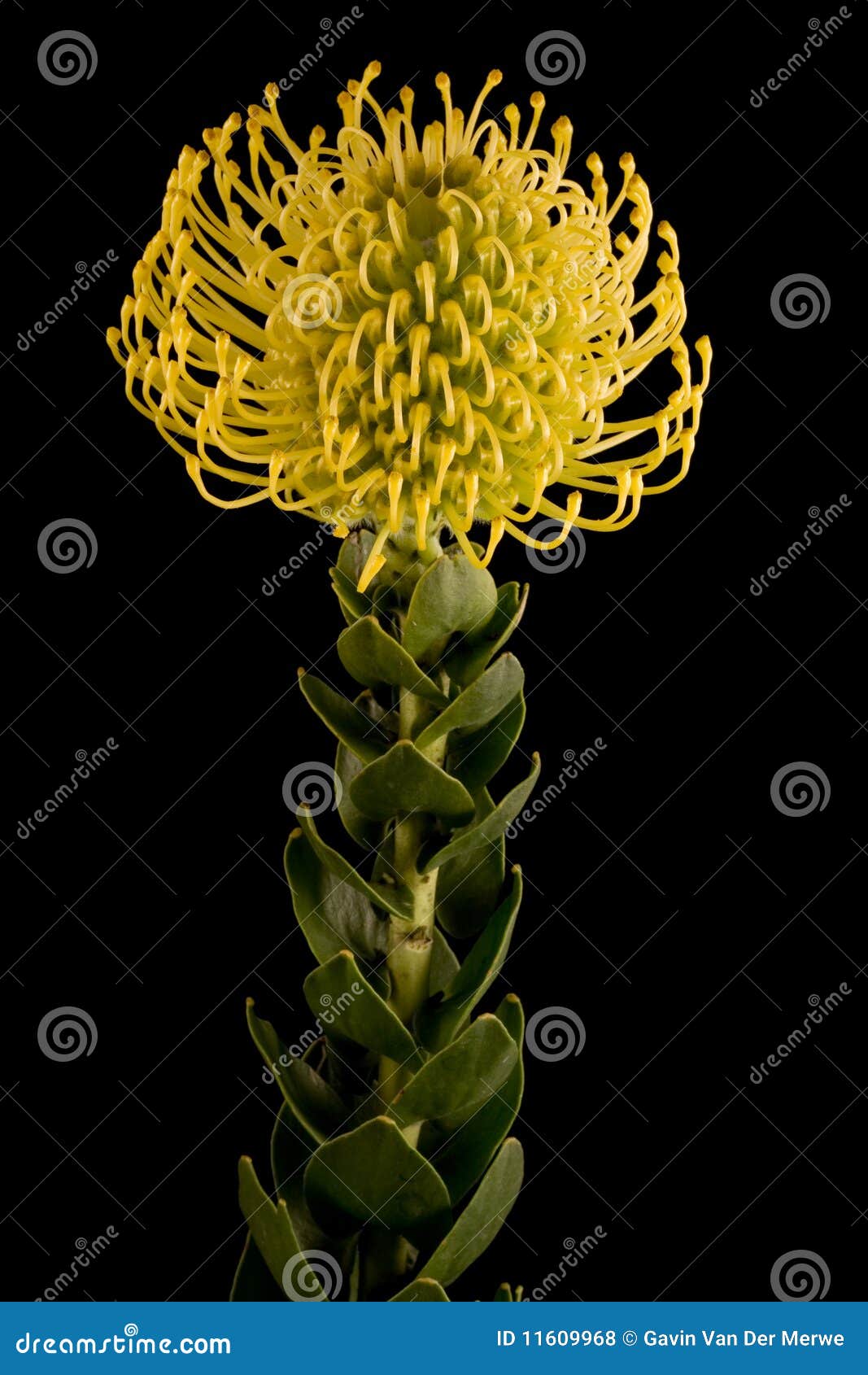 Yellow Protea Pincushion Flowers, Leucospermum Cordifolium In Kings