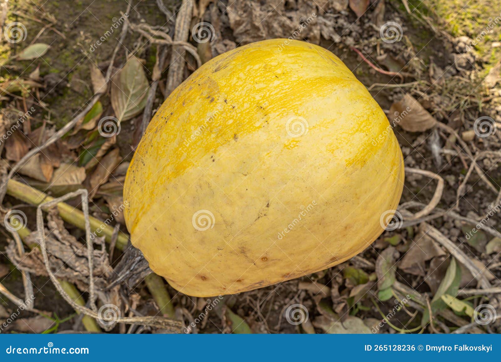 Yellow Pumpkin, on the Farm, Top View, Closeup Stock Photo Image of
