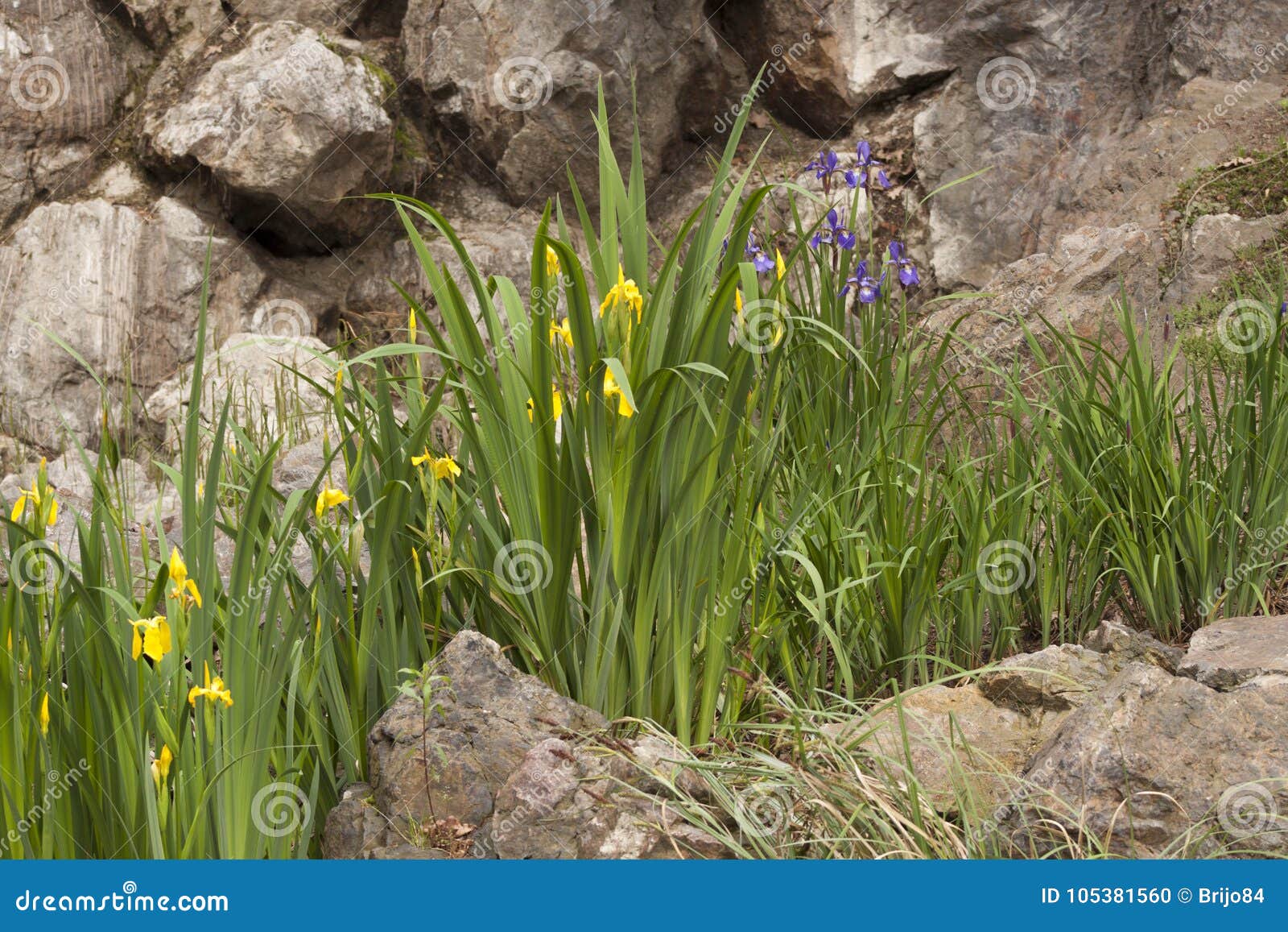 Yellow Waterlilies Standing Tall At A Rock Formation By A Pond In Prague Europe Stock Photo Image Of Leaves Outdoors
