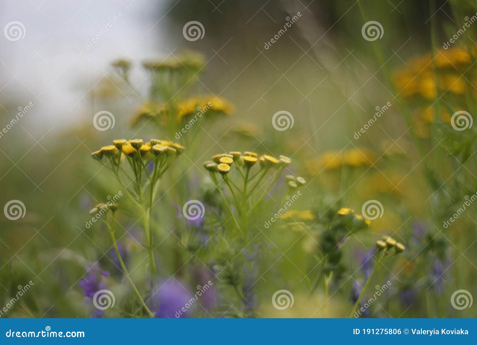 Yellow and Purple Wildflowers Stock Photo Image of grassland