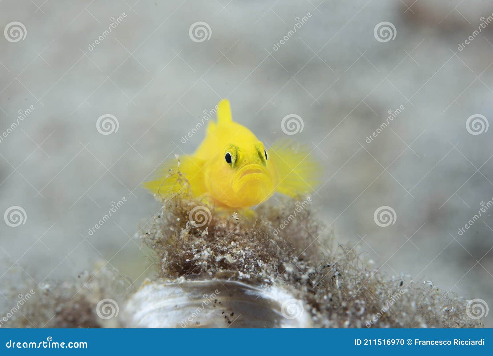 yellow pygmygoby lubricogobius exiguus