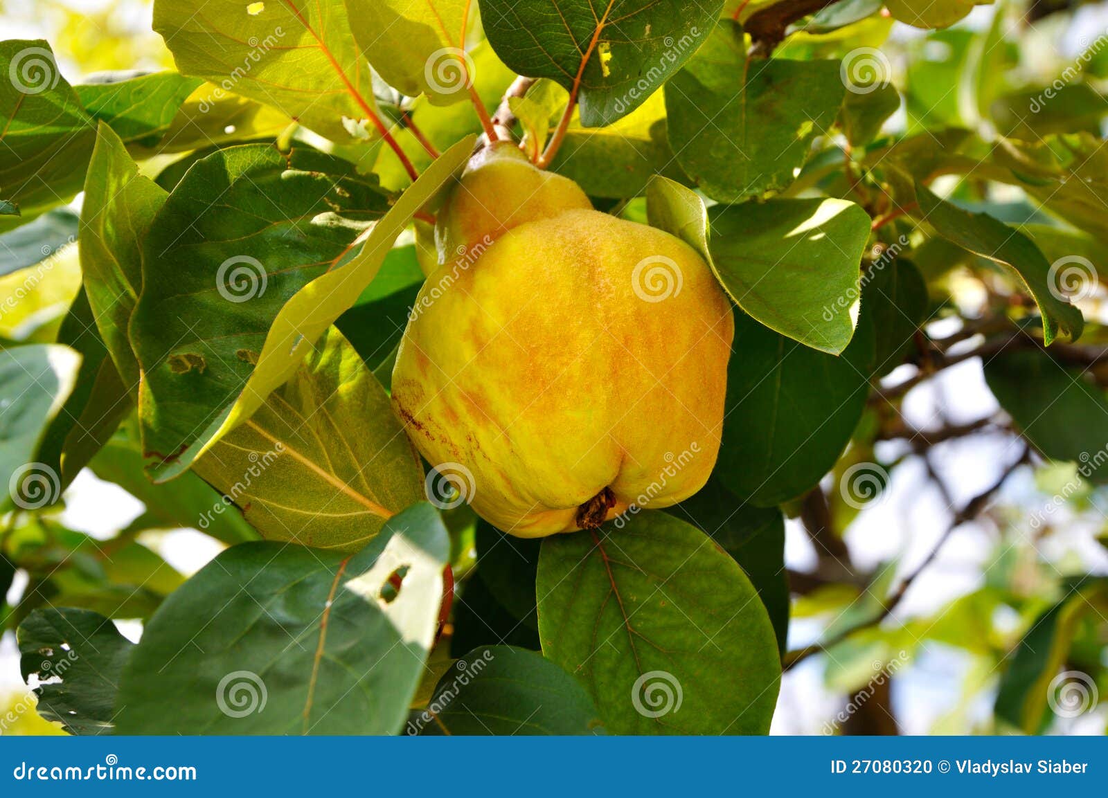 Yellow quince stock photo. Image of nature, ripe, fresh 27080320