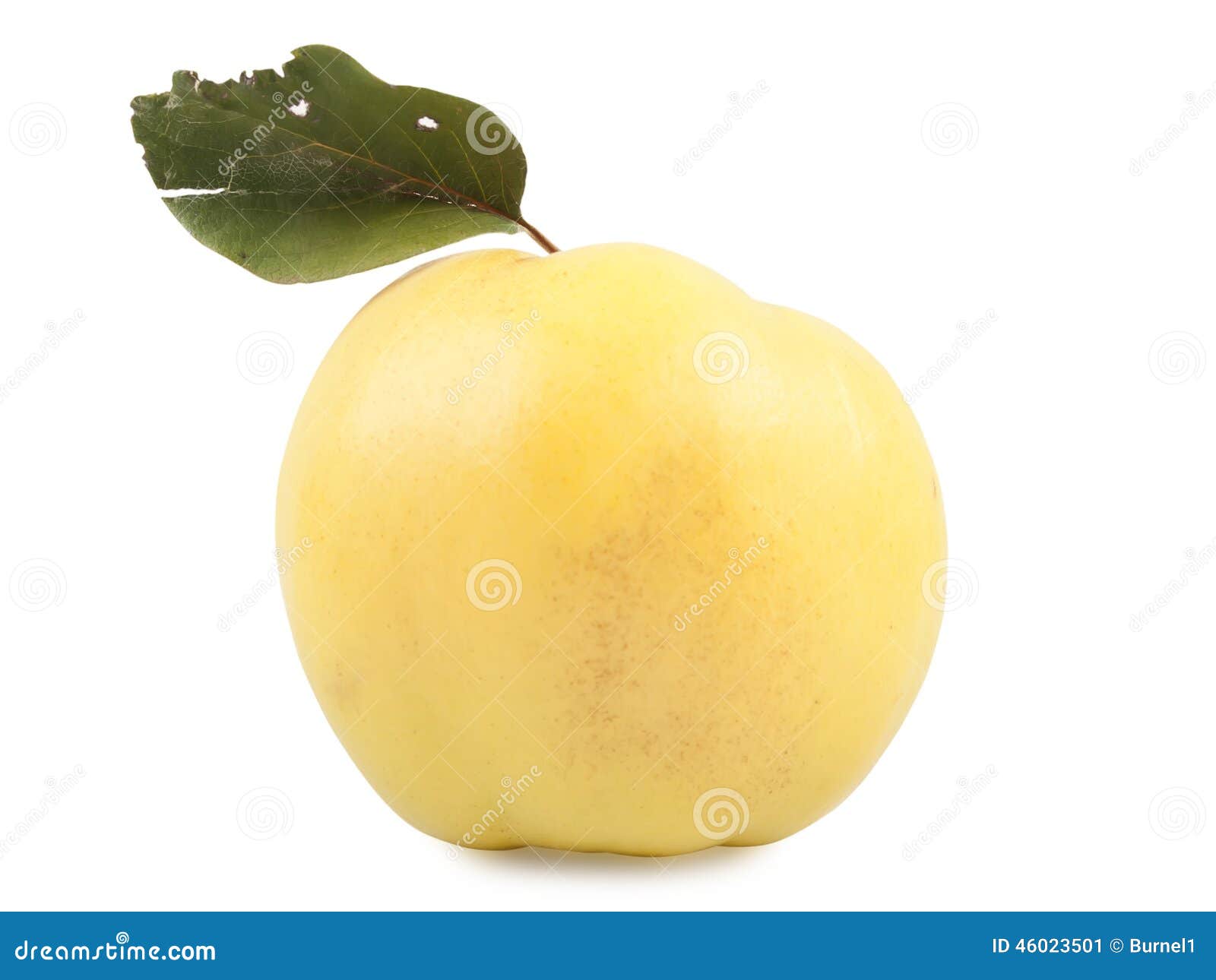 Yellow quince stock image. Image of fruit, juicy, healthy 46023501