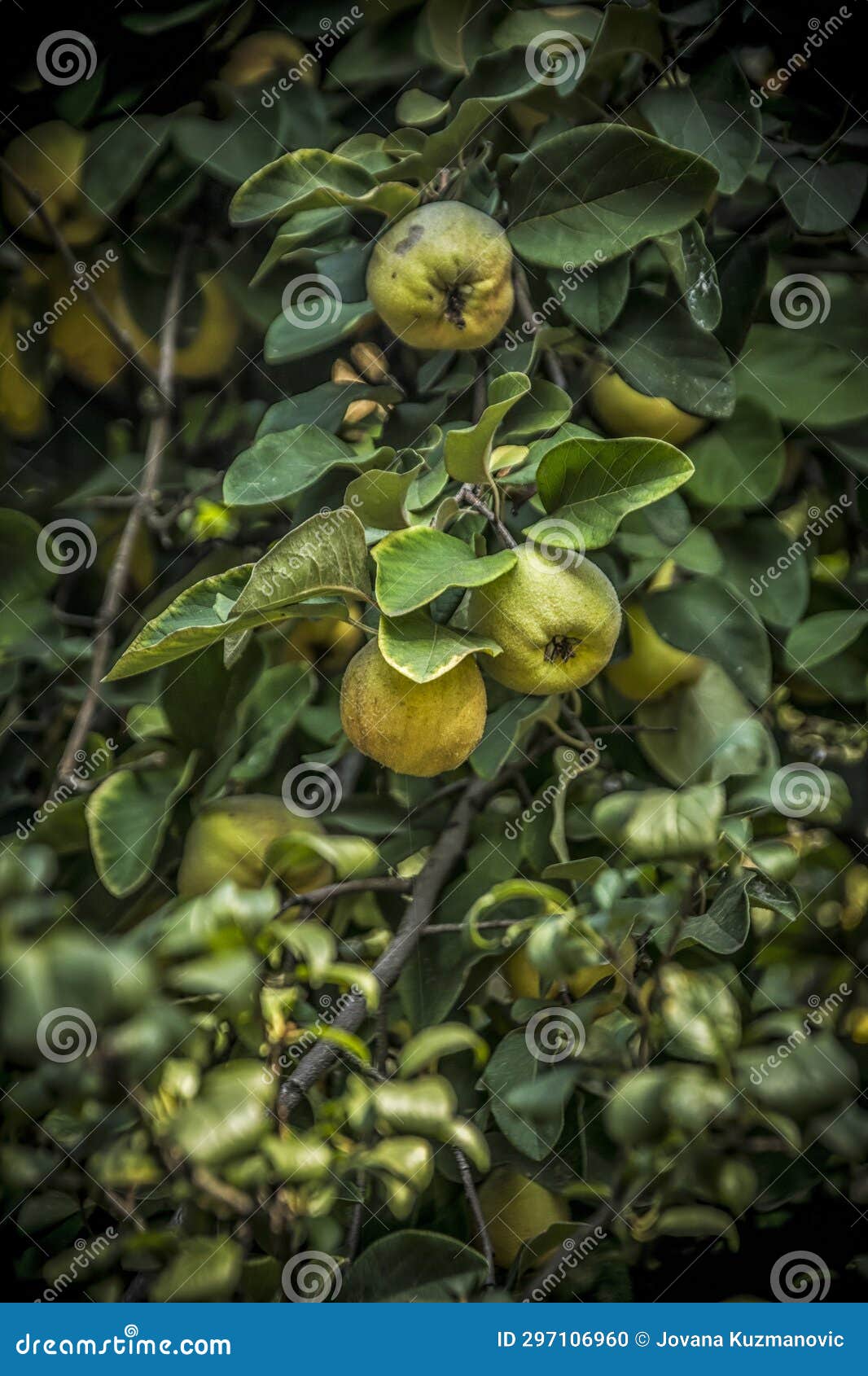 Yellow quinces on a tree stock photo. Image of growing 297106960