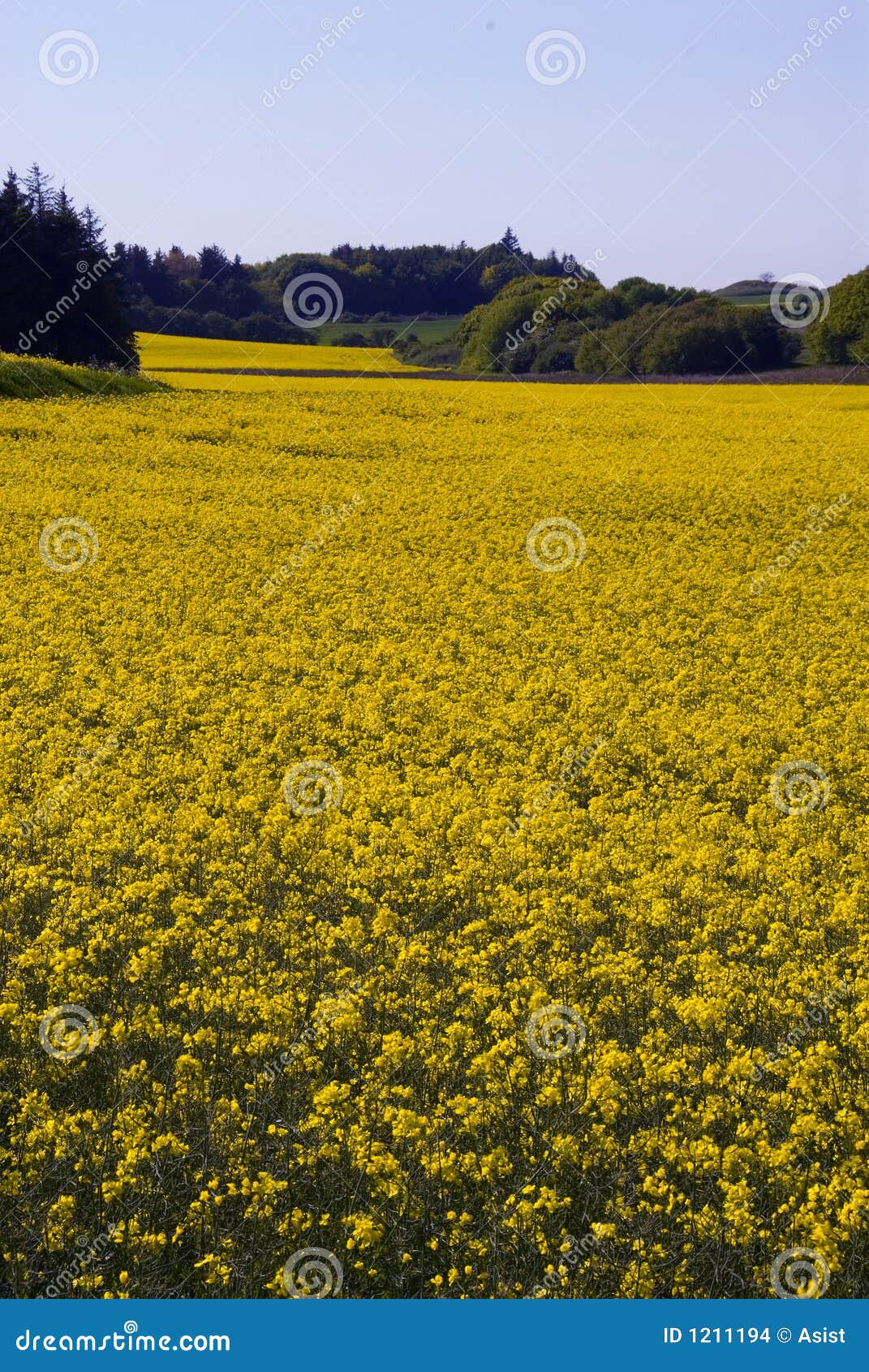 Yellow fields. Jutland Denmark