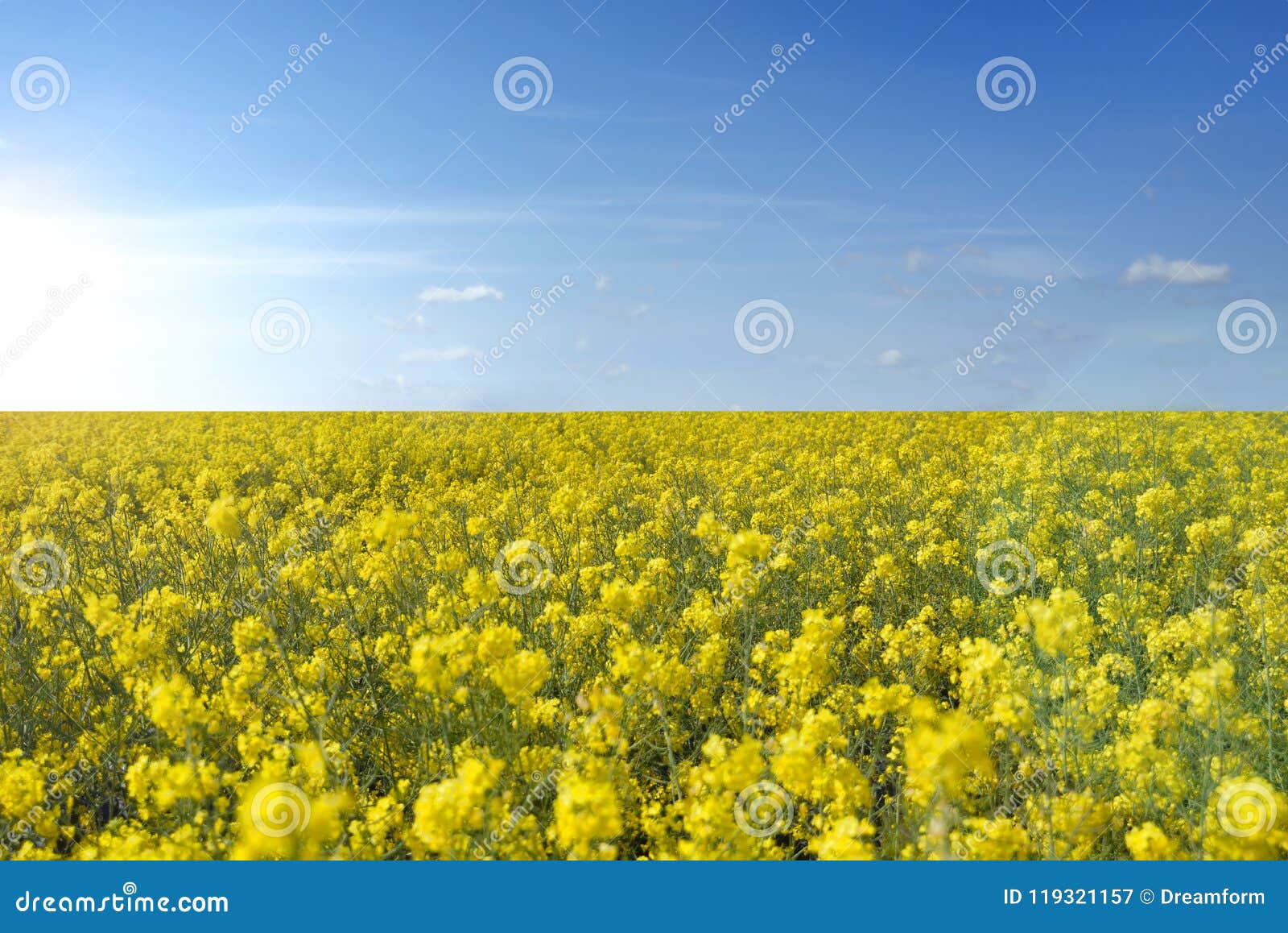 yellow colza in sunny day