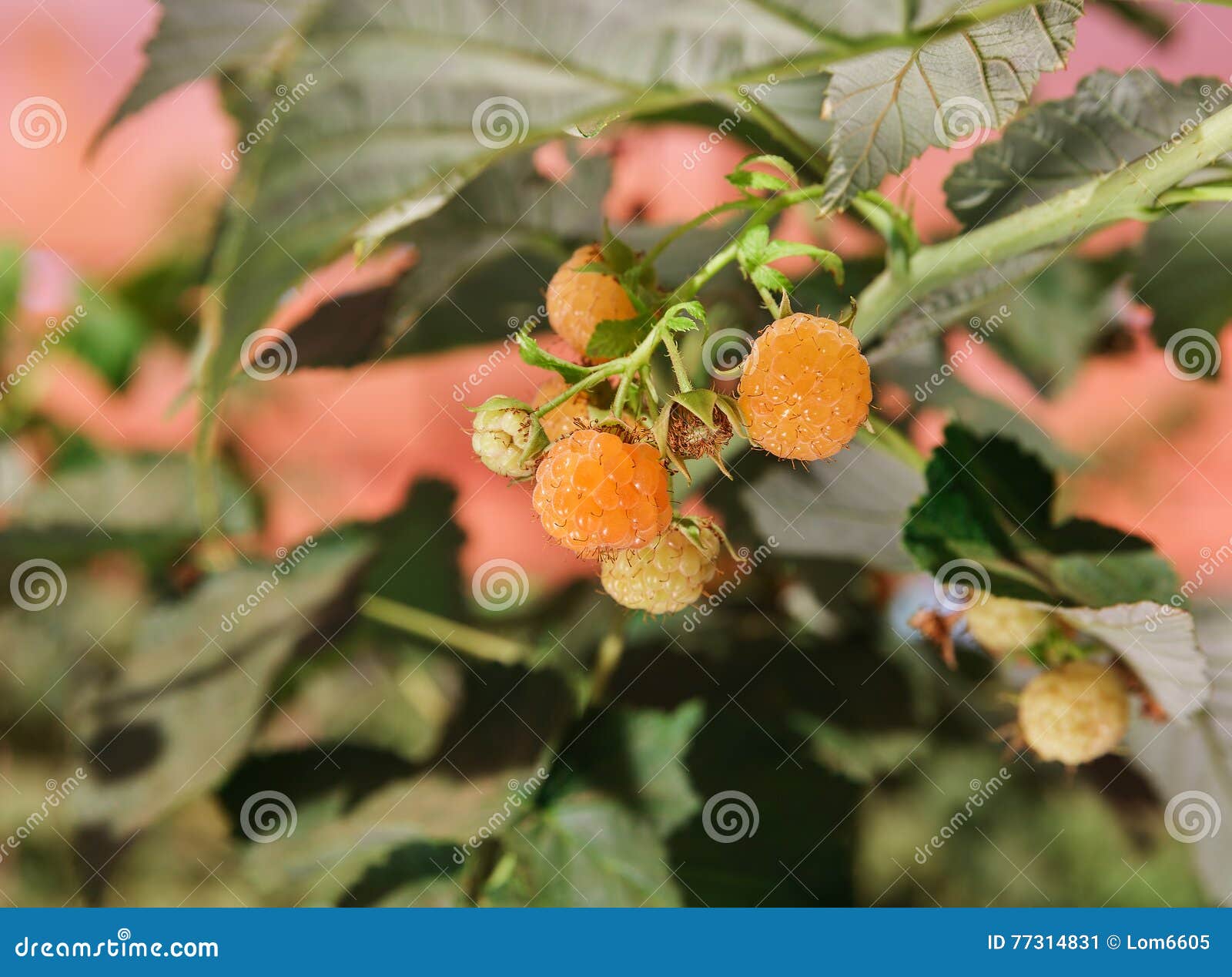 Yellow raspberries stock image. Image of agriculture 77314831