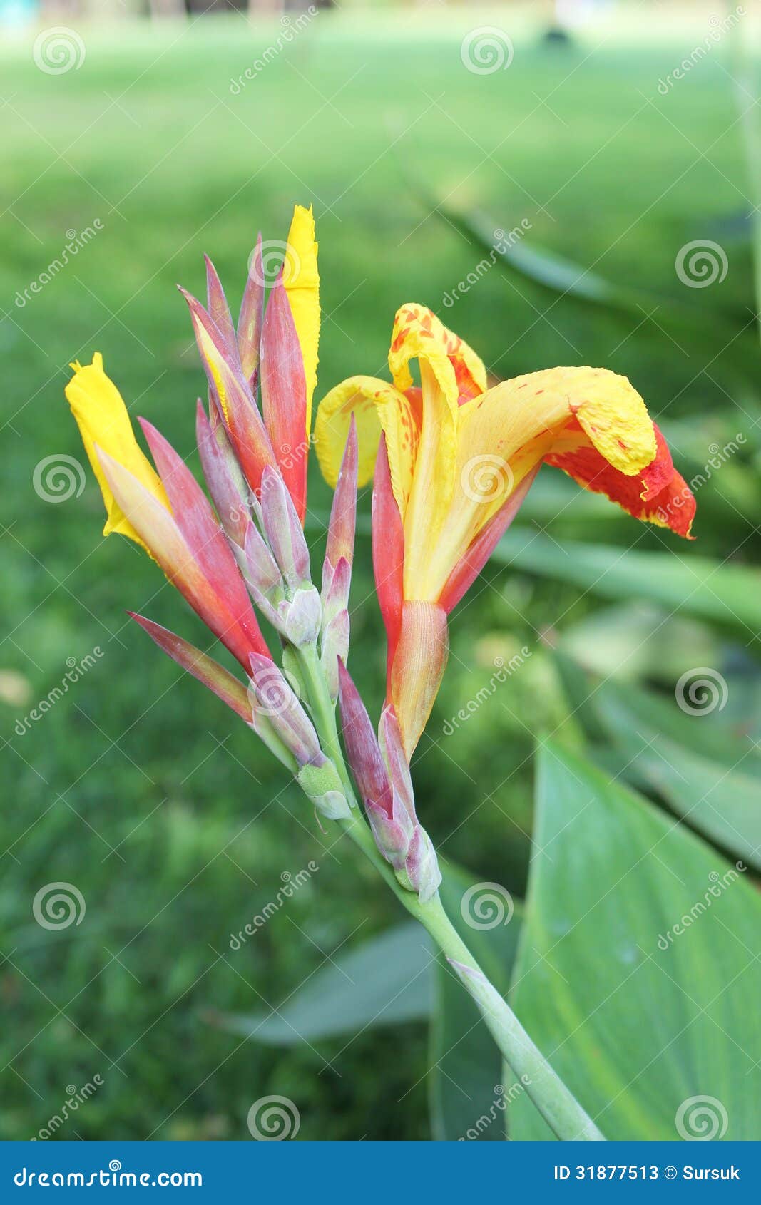 Yellow And Red Canna Flowers And Buds Stock Image Image Of Buds Beautiful 31877513