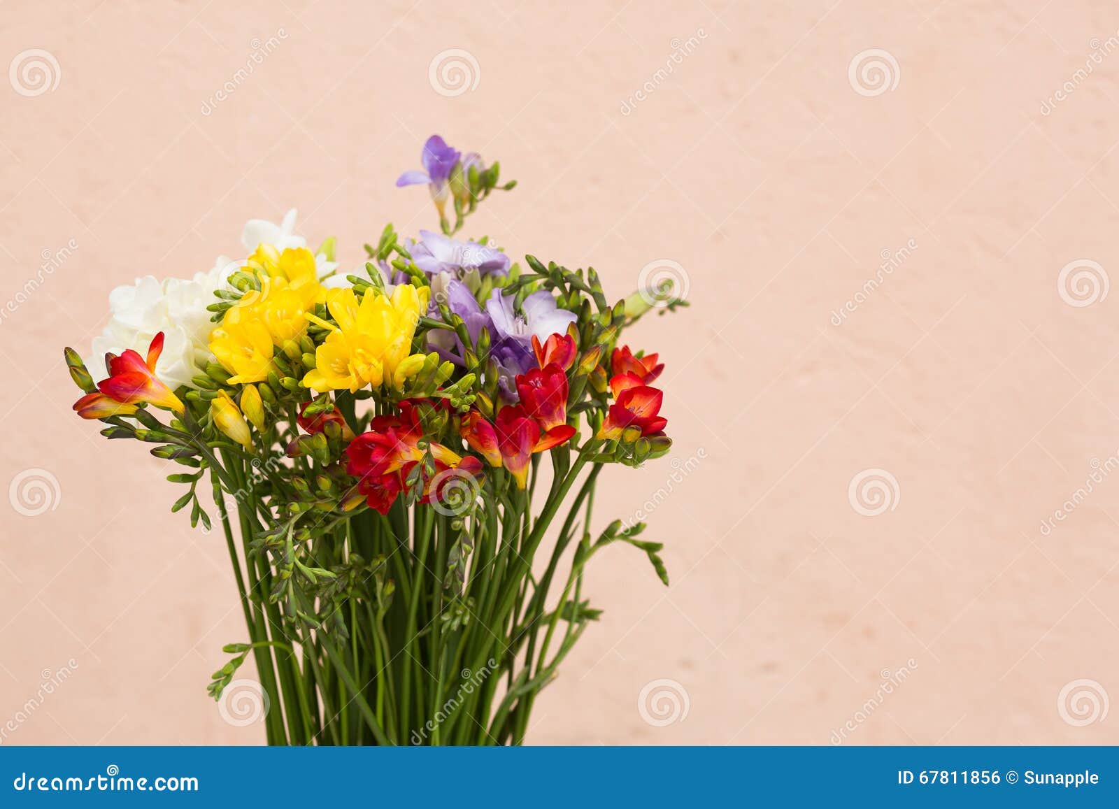 Yellow and Red Daffodils Background Stock Photo - Image of beautiful ...