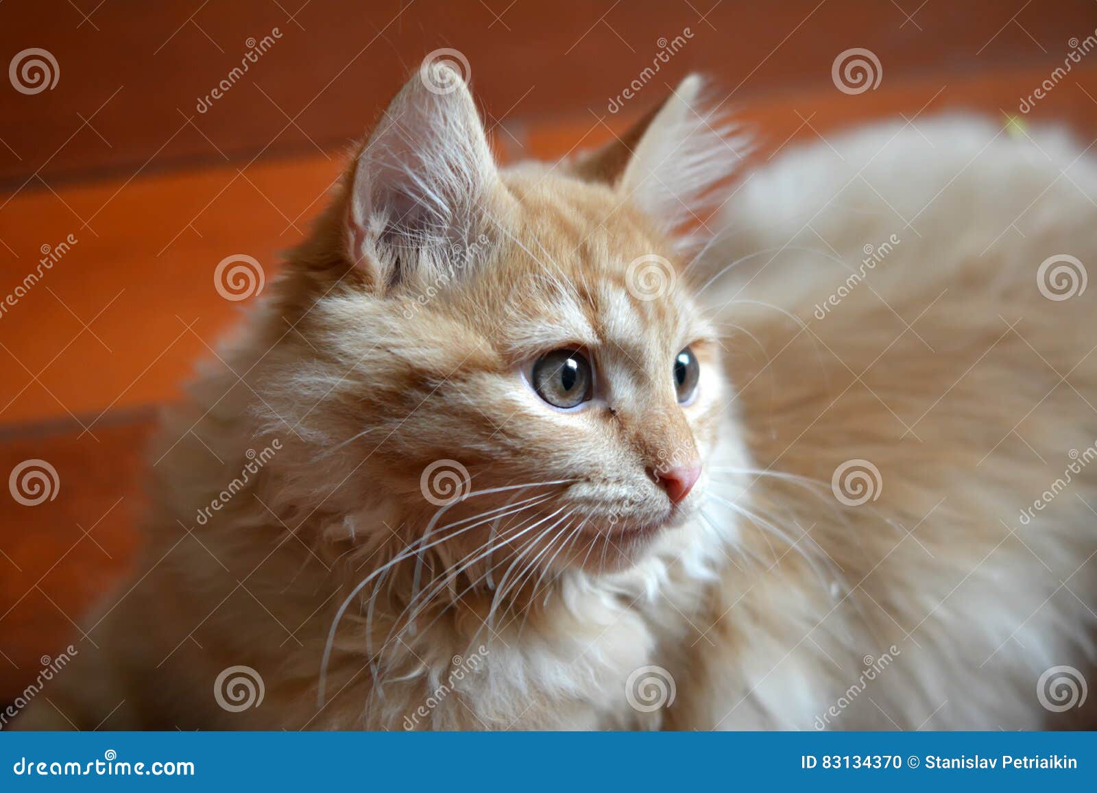Yellow Red Ginger Cat at Home Stock Photo Image of furry, ginger