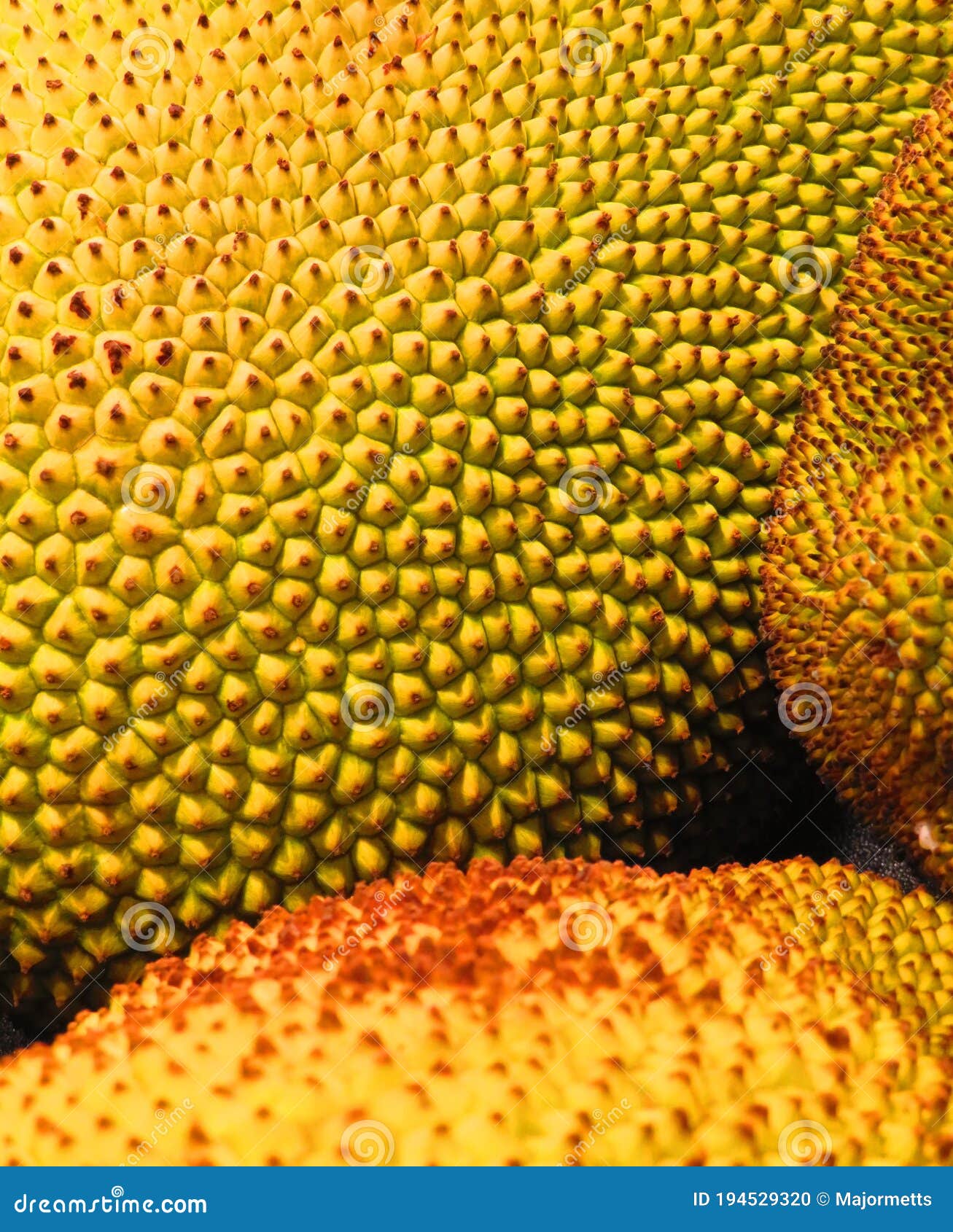 Jackfruit Skin Stock Photography 210166772