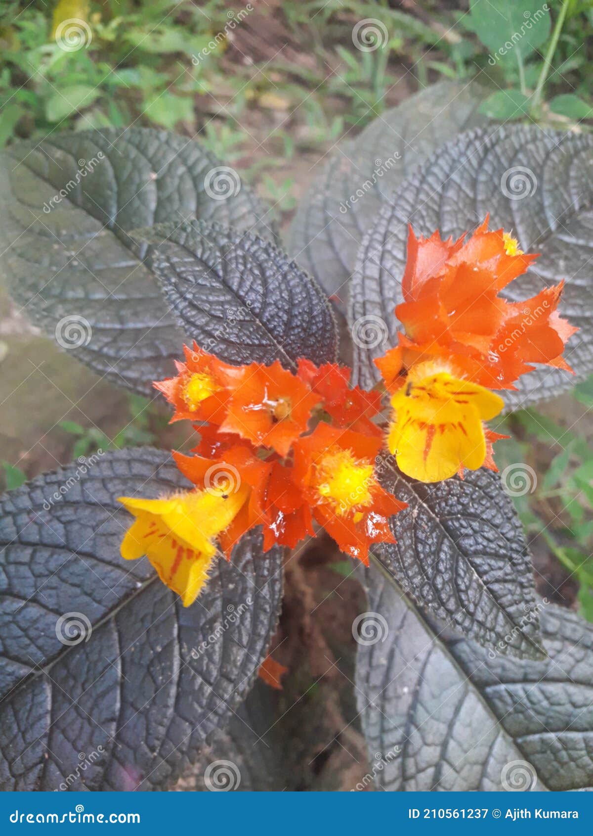 Yellow and Red Mix Flower on the One Tree Stock Image Image of tree