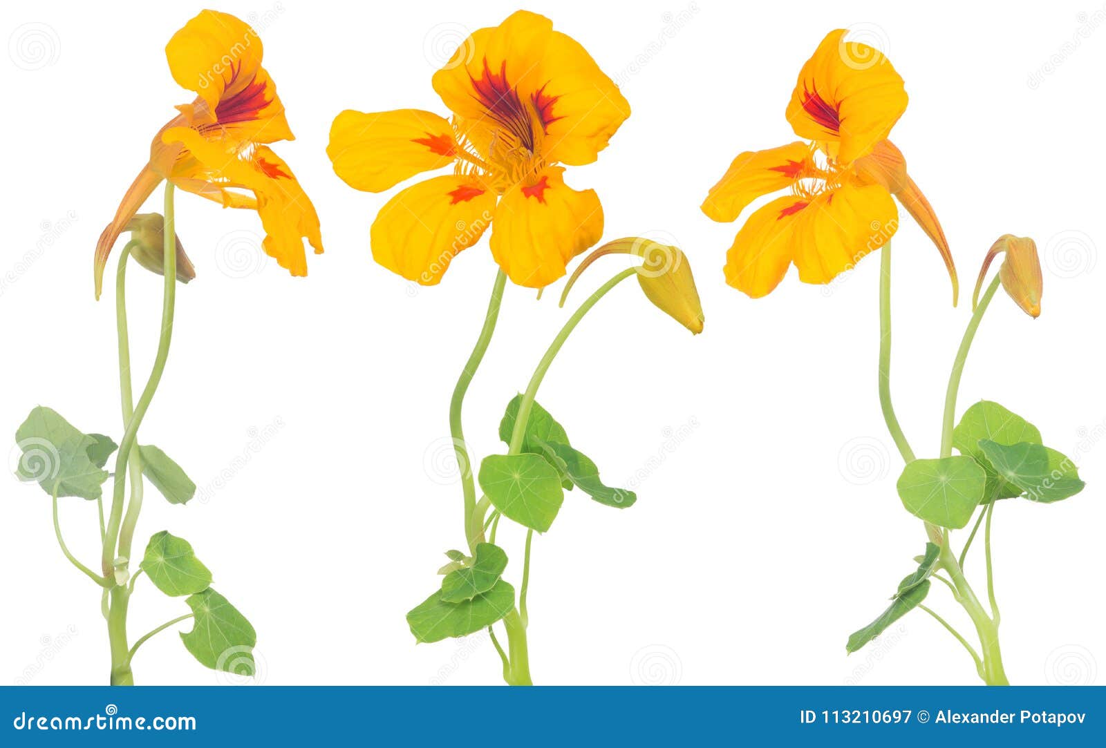 Yellow And Red Nasturtium Flowers With Bloom And Bud Stock Image Image Of White Petal 113210697