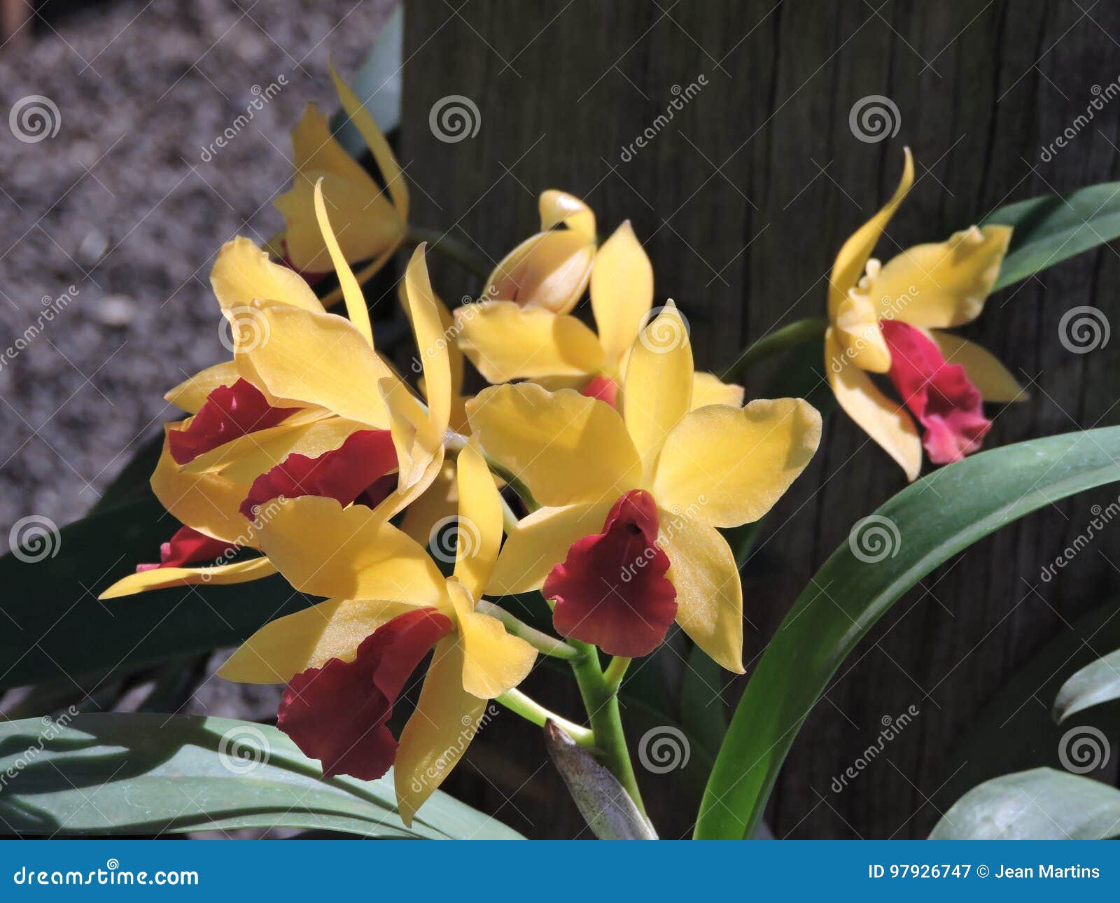 yellow and red orchid