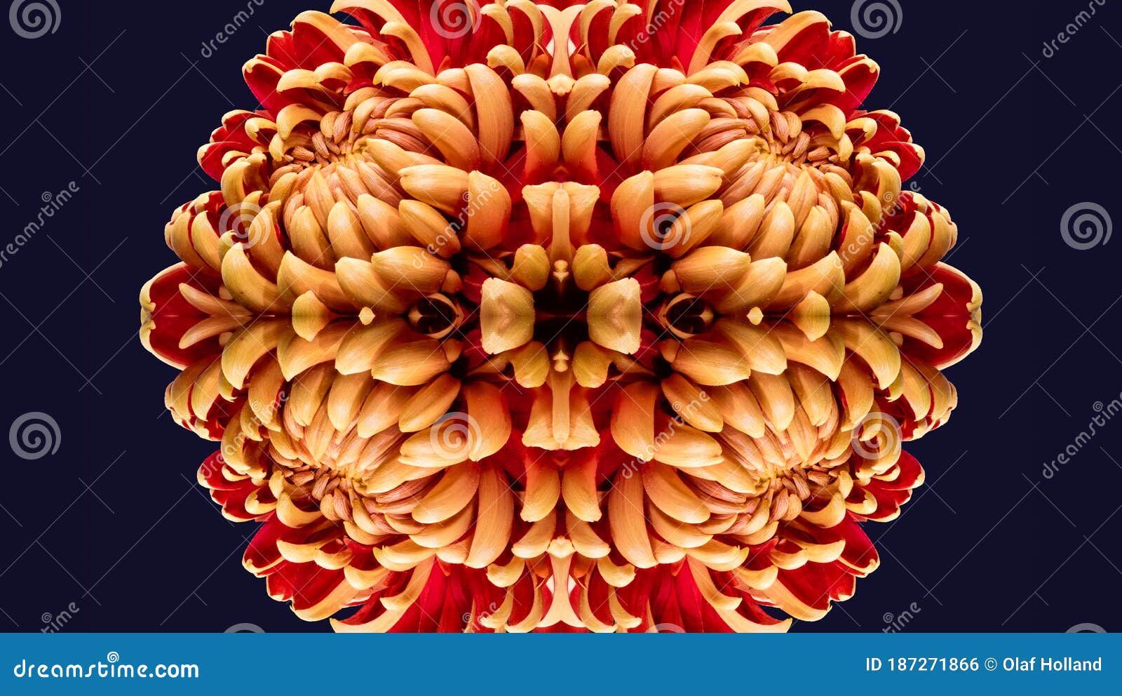 Yellow red ornamental pattern created of macros of chrysanthemums. Yellow red ornamental pattern created of macros of chrysanthemum on blue background in vintage painting style