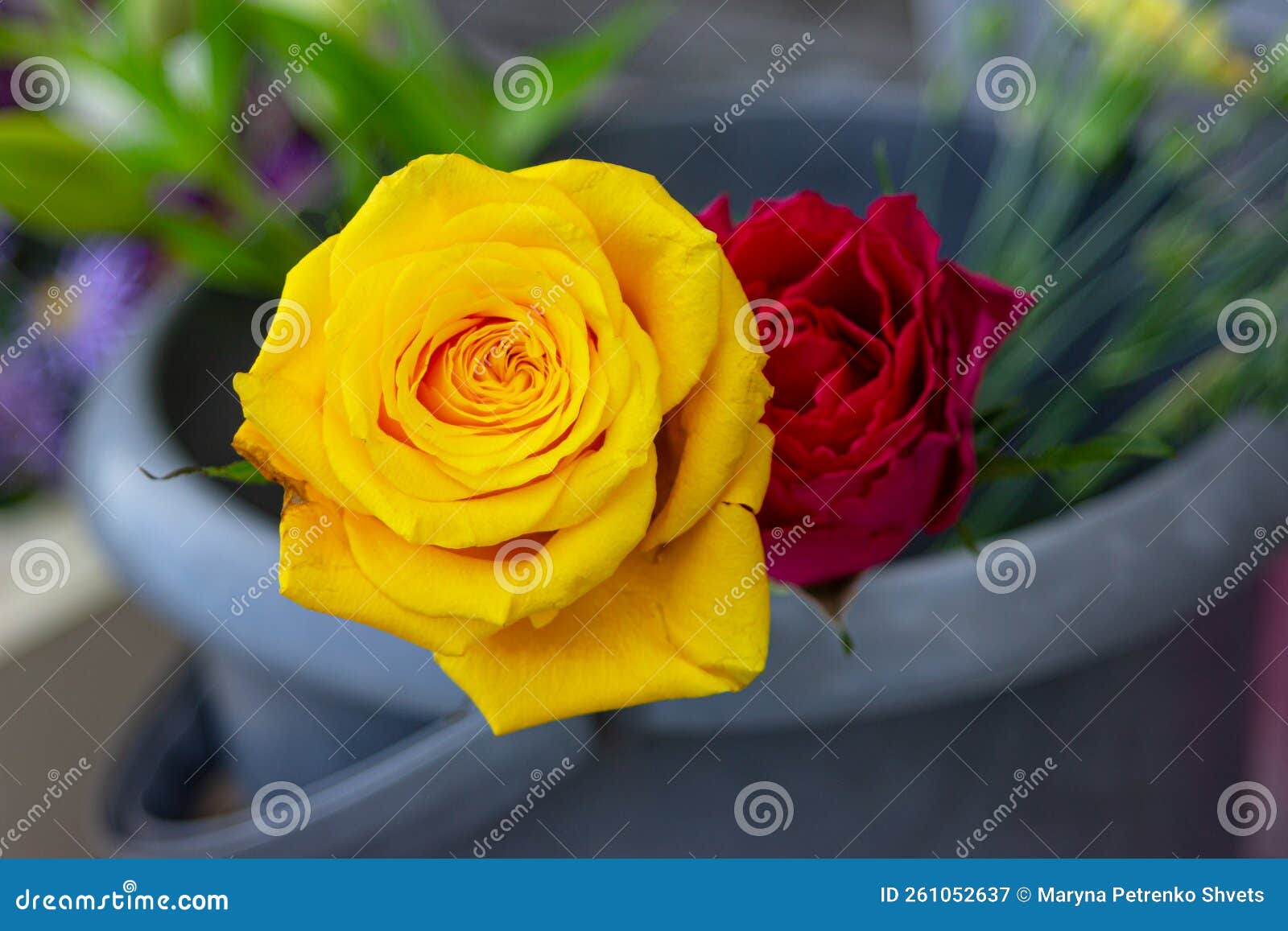 Yellow and Red Rose Closeup Stock Image Image of fresh, beauty