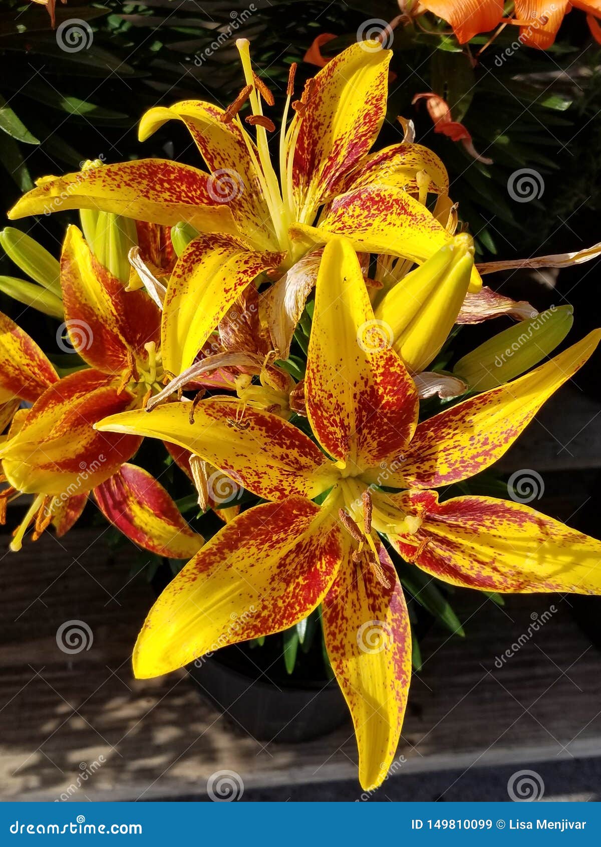 Yellow and Red Spotted Lilies Stock Image - Image of lily, yellow ...