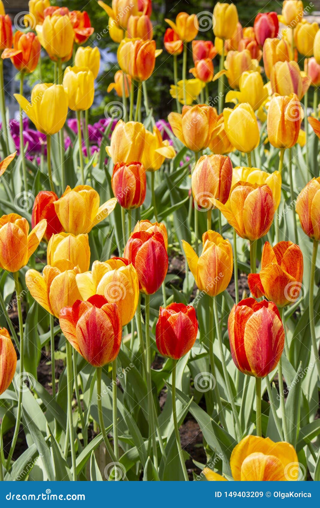 Yellow Red Varietal Tulips, Background Wallpaper Vertical Photo ...