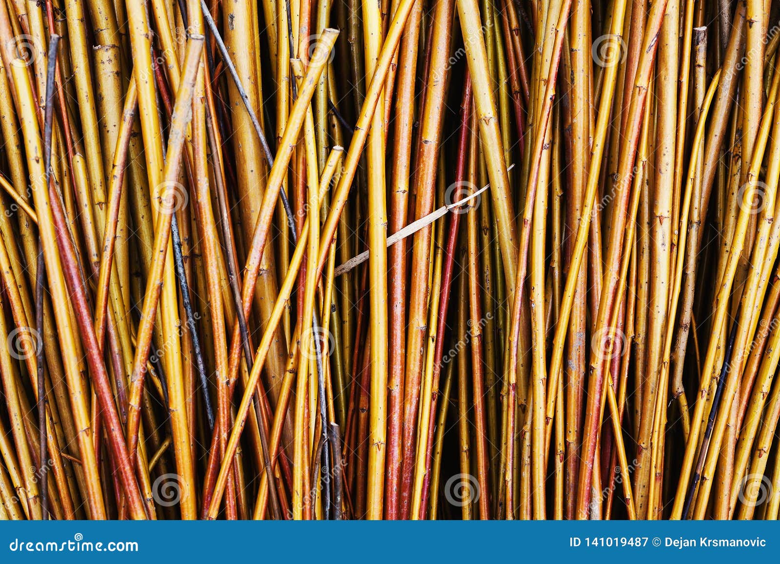 Yellow Reed Sticks stock image. Image of branch, nature 141019487