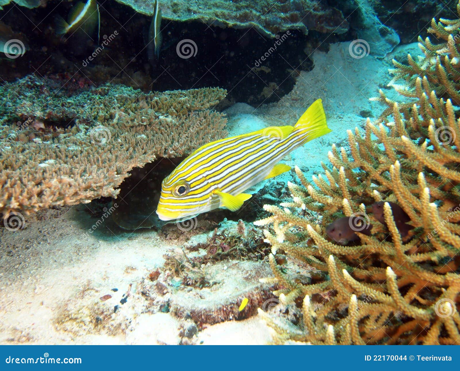 Yellow Ribbon Sweetlips Fish Stock Photo Image of indonesia, ocean 22170044