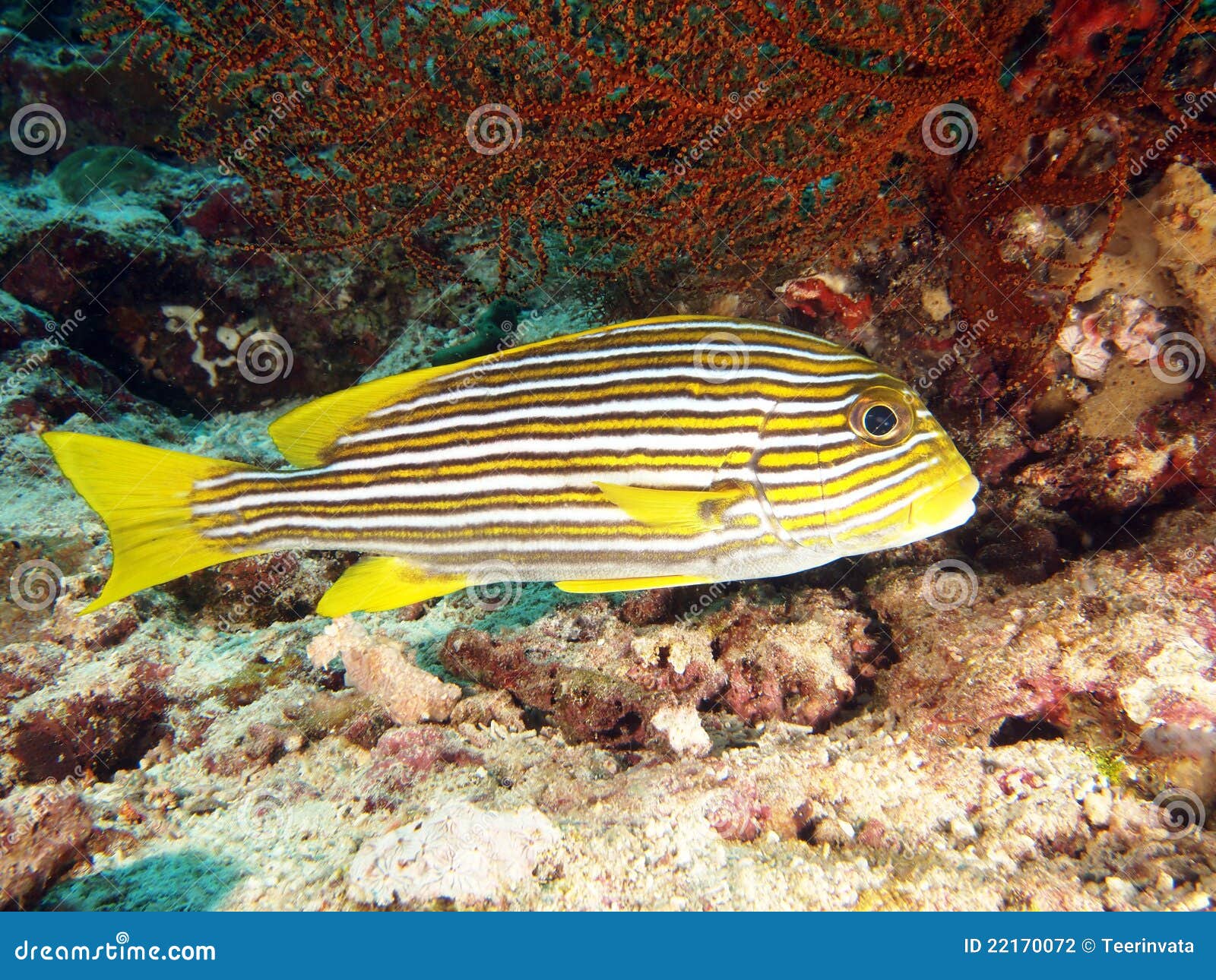Yellow Ribbon Sweetlips Fish Portrait Stock Photo Image of ceram, ribbon 22170072