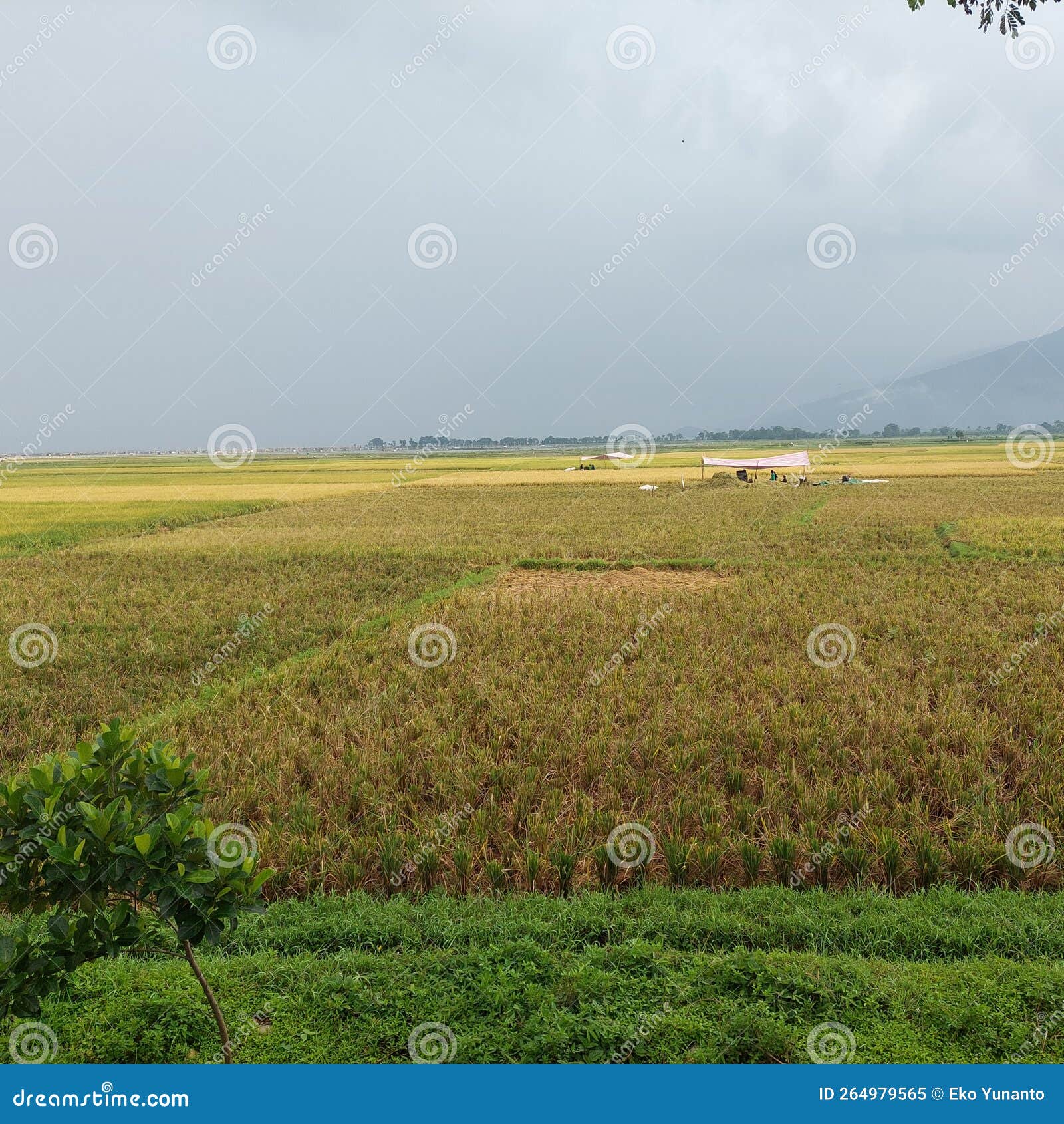Yellow Rice Plants in Rice Fields that Have Been Harvested Stock Image