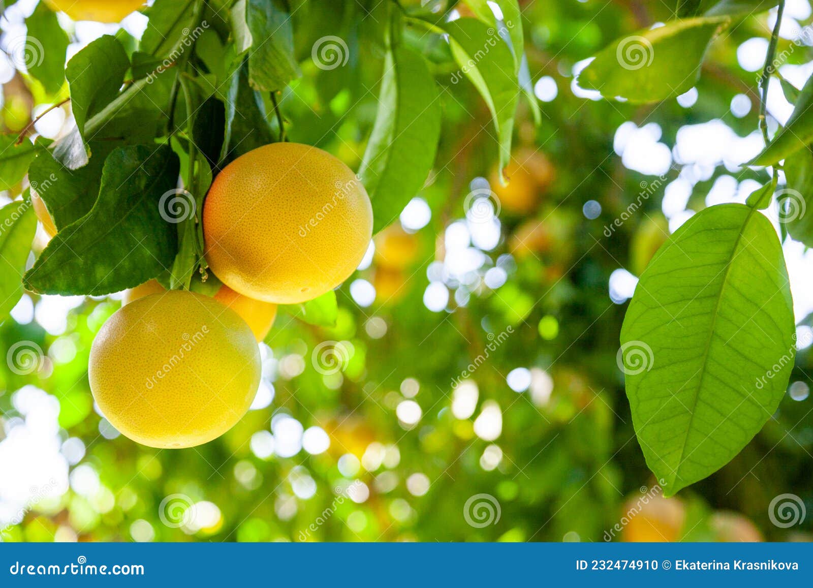 Yellow Ripe Grapefruit on a Tree Branch in the Orchard Stock Photo