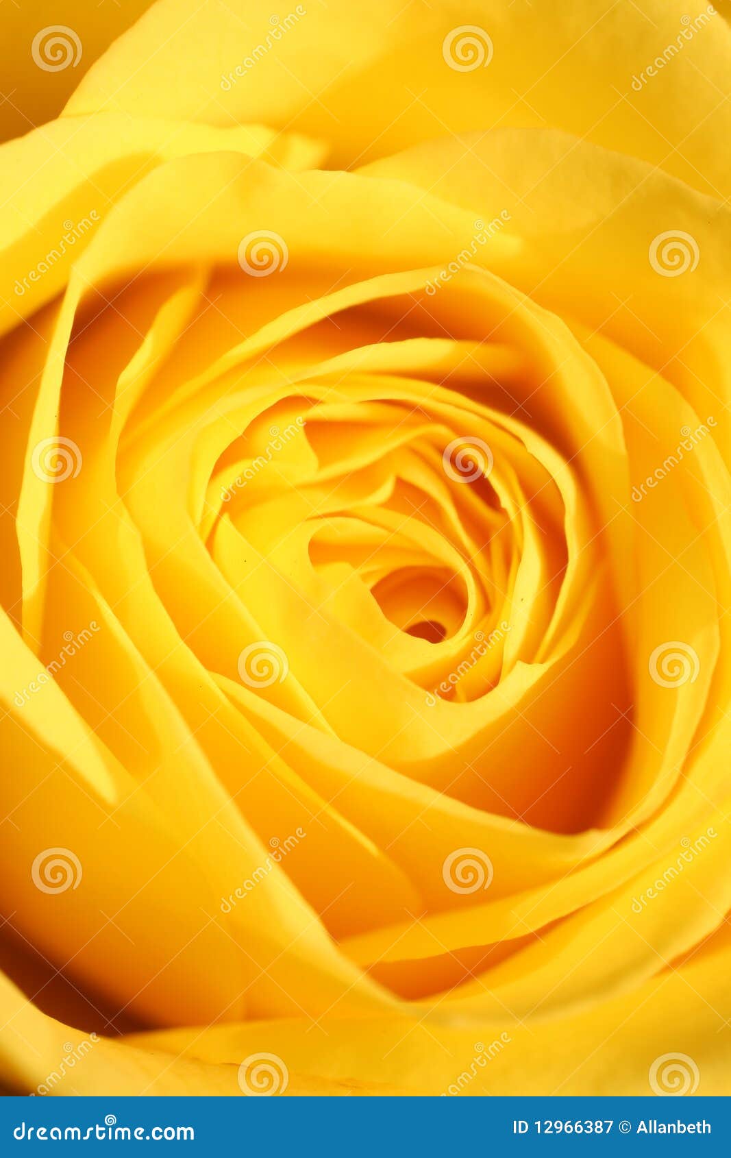 Close up of a yellow rose in sunlight