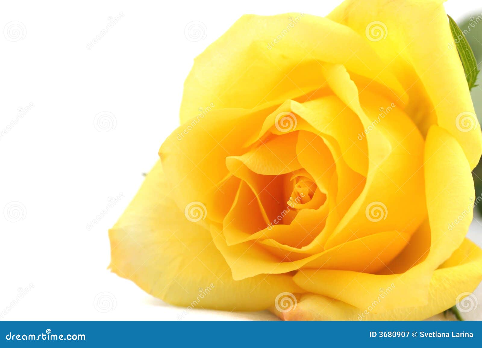 Download Yellow rose stock image. Image of isolated, symbol, horizontal - 3680907