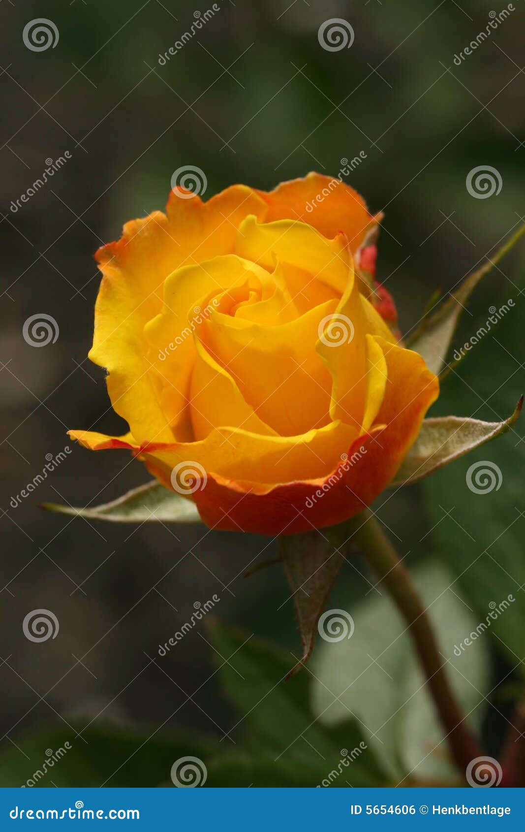 Yellow rose stock photo. Image of rose, leaf, green, close 5654606