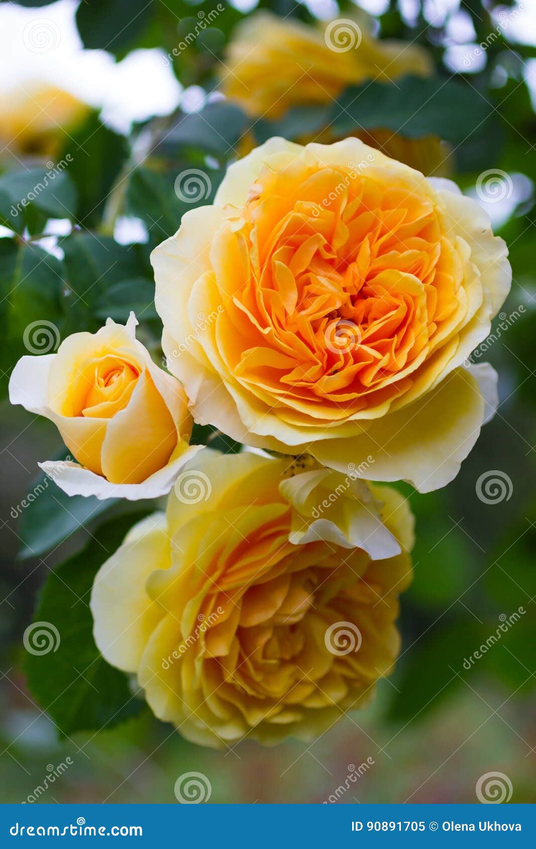 Yellow Rose on Background of Green Leaves Stock Image Image of rose