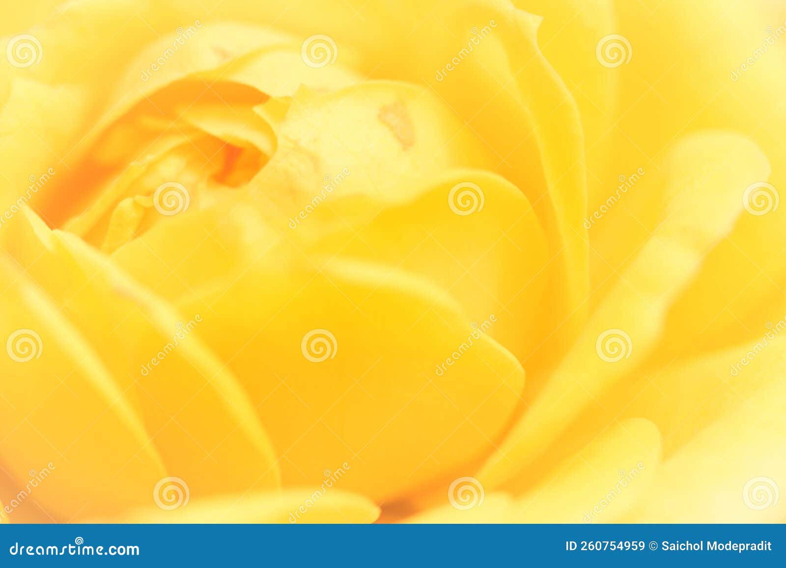 Beautiful Yellow Rose Background Stock Image Image of holiday