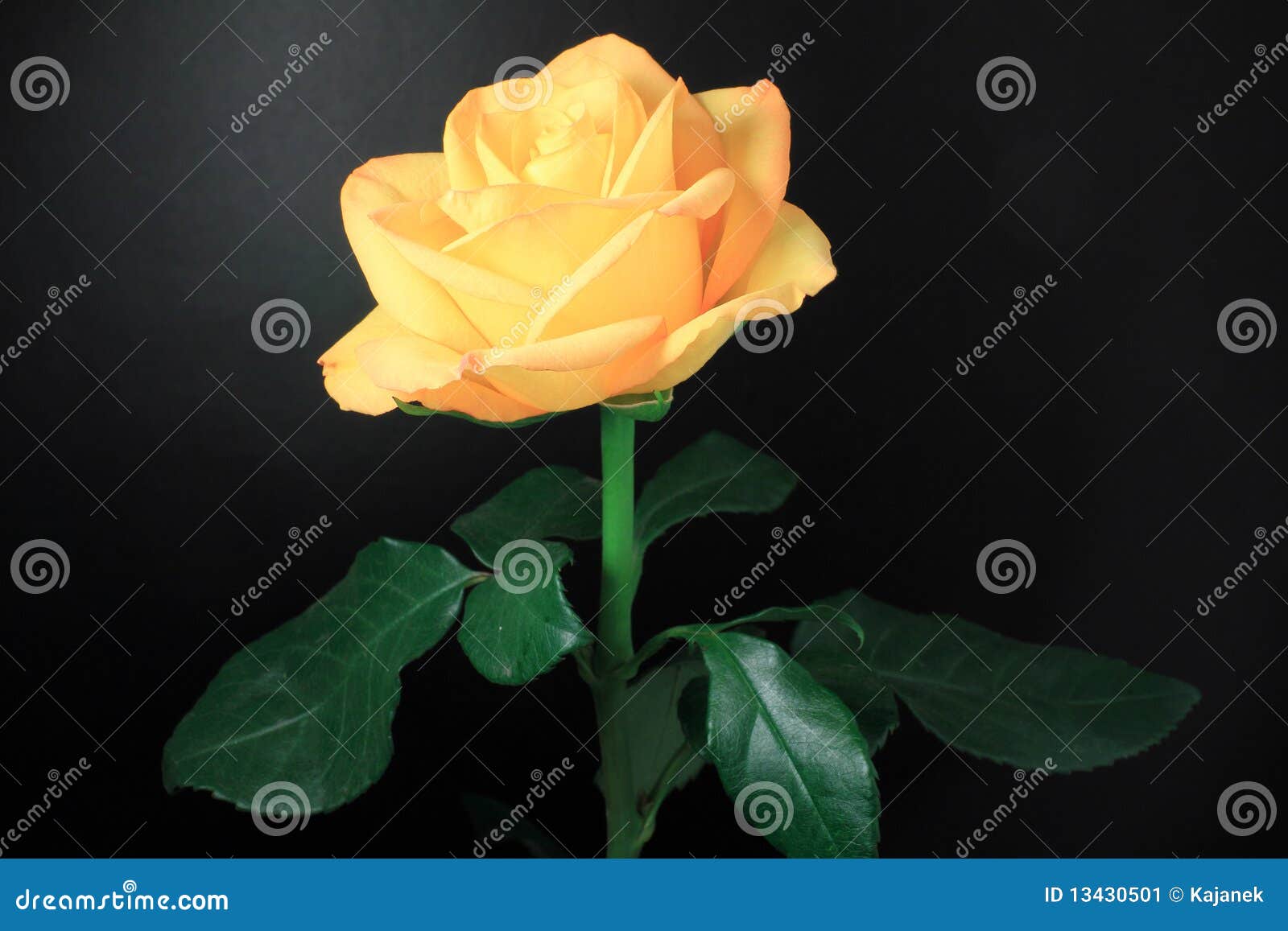 The Yellow Rose on the Black Background Stock Image - Image of beauty