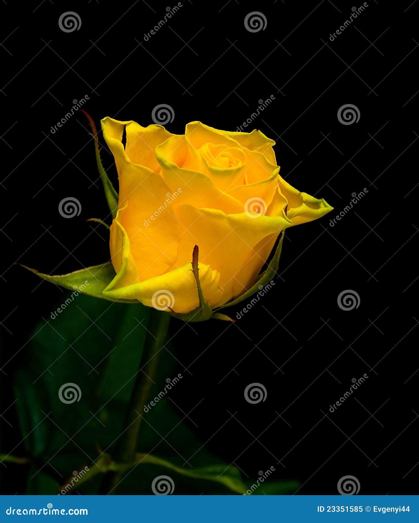 Yellow Rose on a Black Background Stock Image Image of event, flavor
