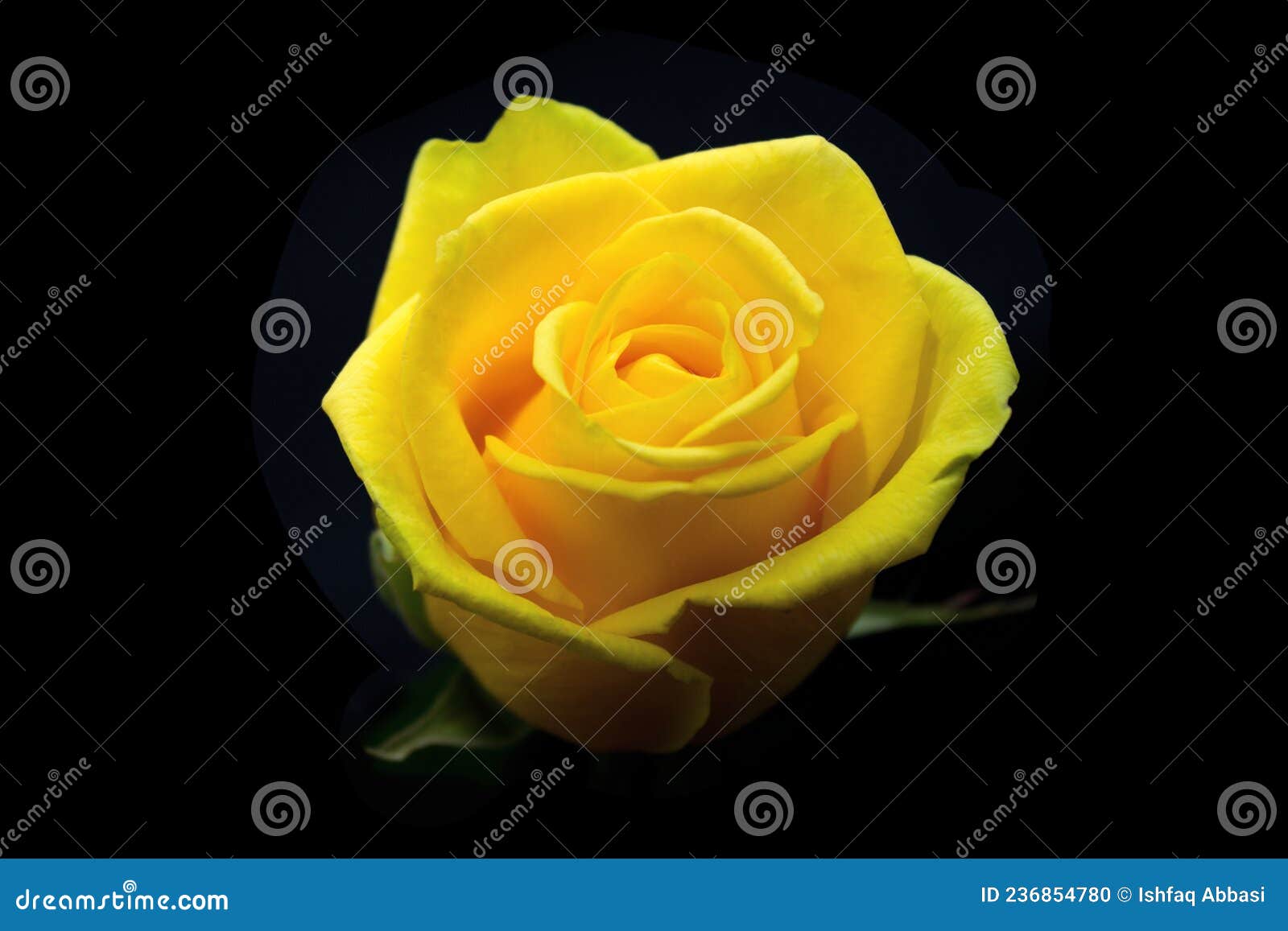 Yellow Rose in Black Background Stock Photo Image of yellow, pink
