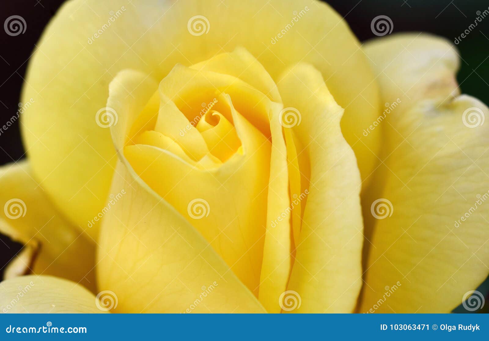 A Yellow Rose On A Black Background Stock Image - Image of beauty