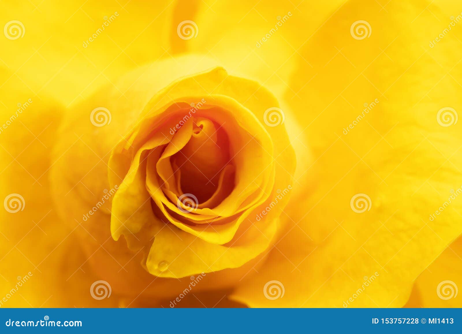 Yellow Rose on Black Background Stock Photo - Image of garden