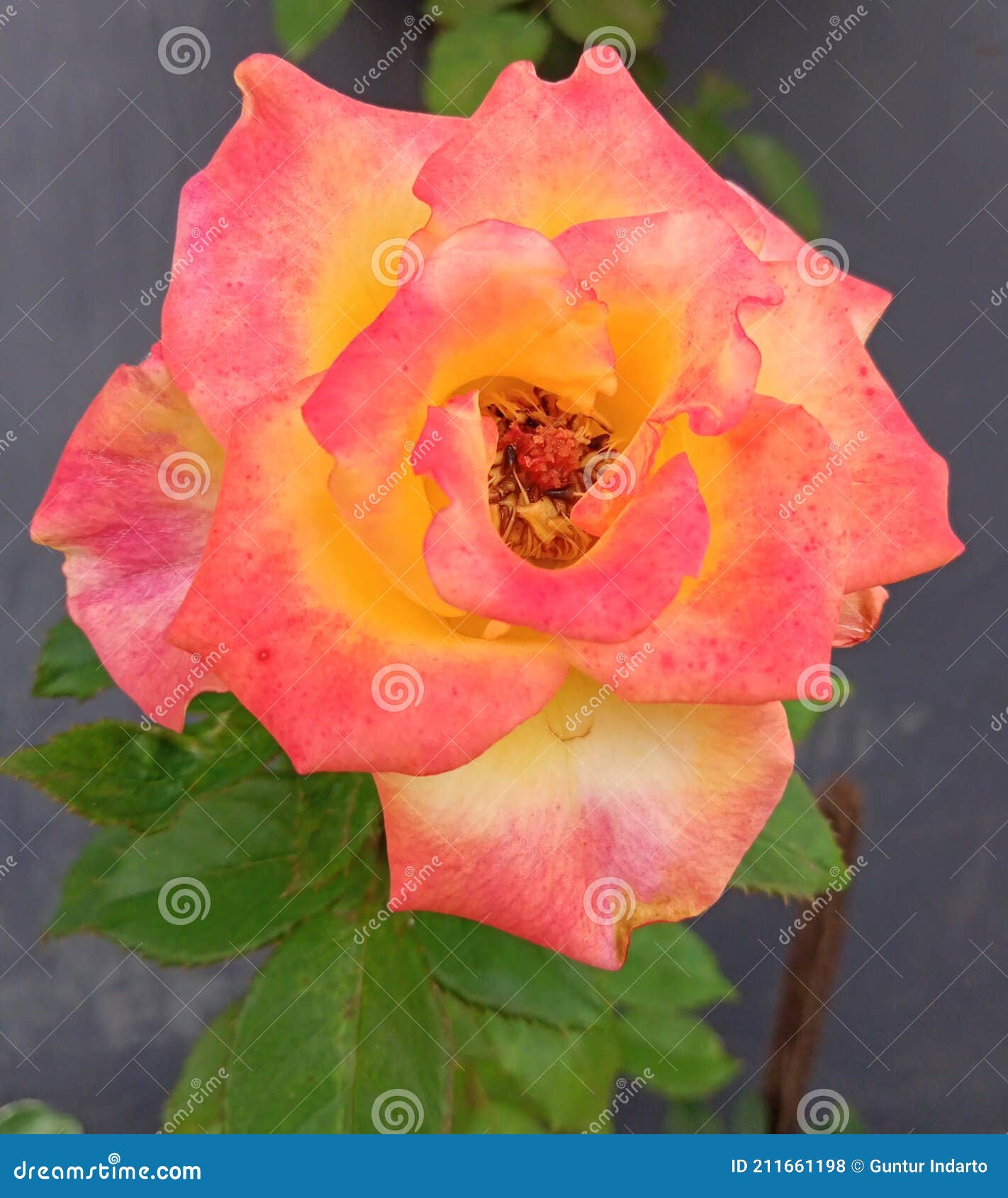 A Yellow Rose Blooming in the Garden. Stock Photo Image of yellow