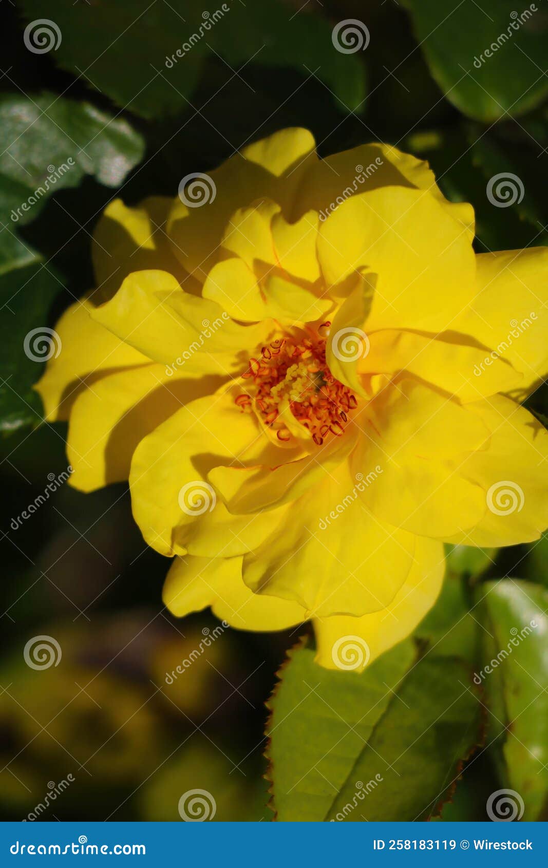 Yellow Rose Blooming in the Park in Spring Stock Image Image of