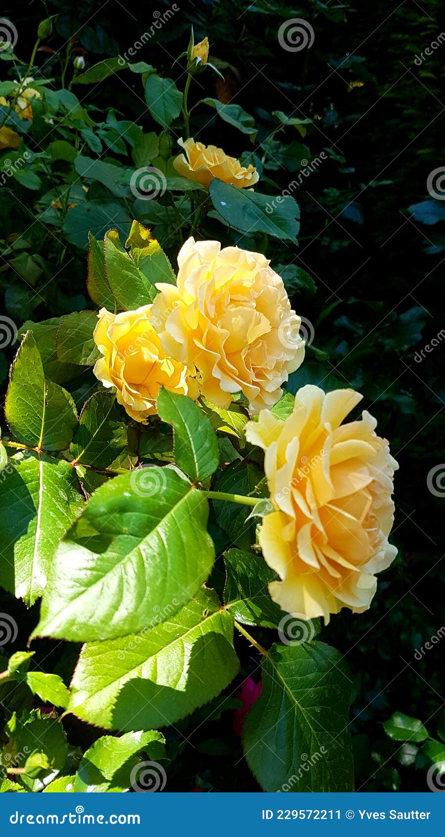 yellow rose blooming summer, perfum, natural romantic beauty