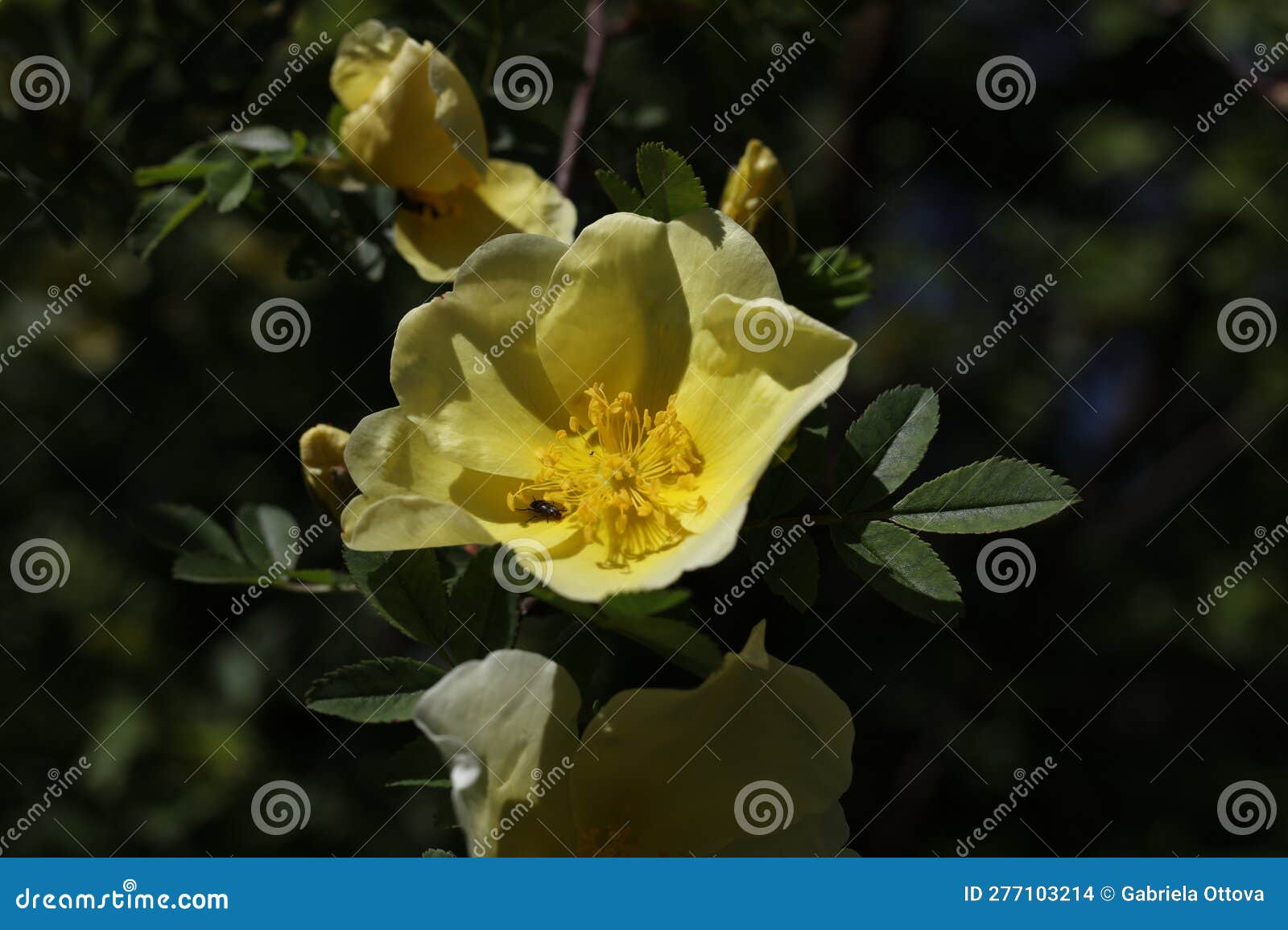 Yellow Rose Blooms on a Rose Bush Stock Photo - Image of leaf, plant ...