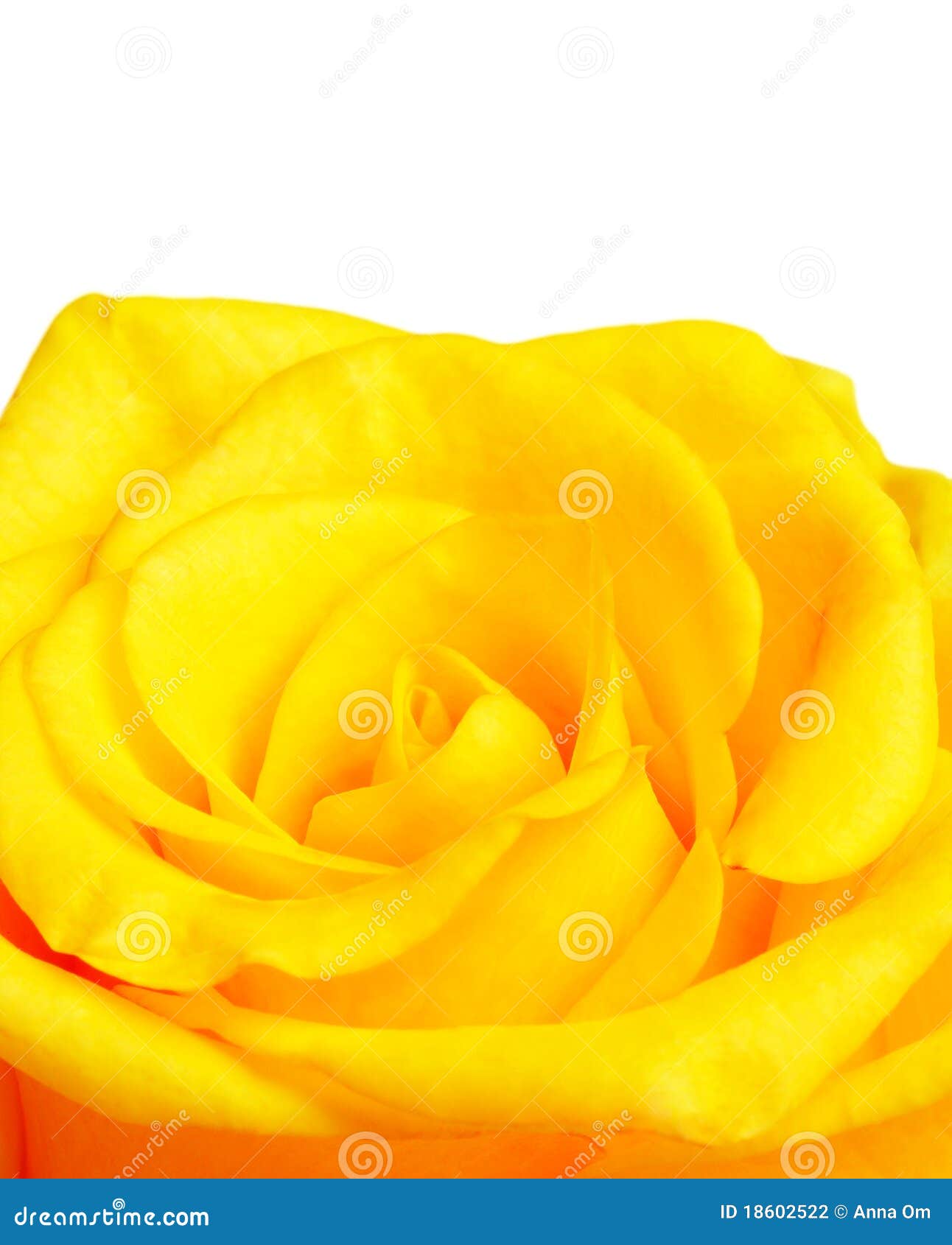 Yellow Rose Border Stock Photography - Image: 18602522