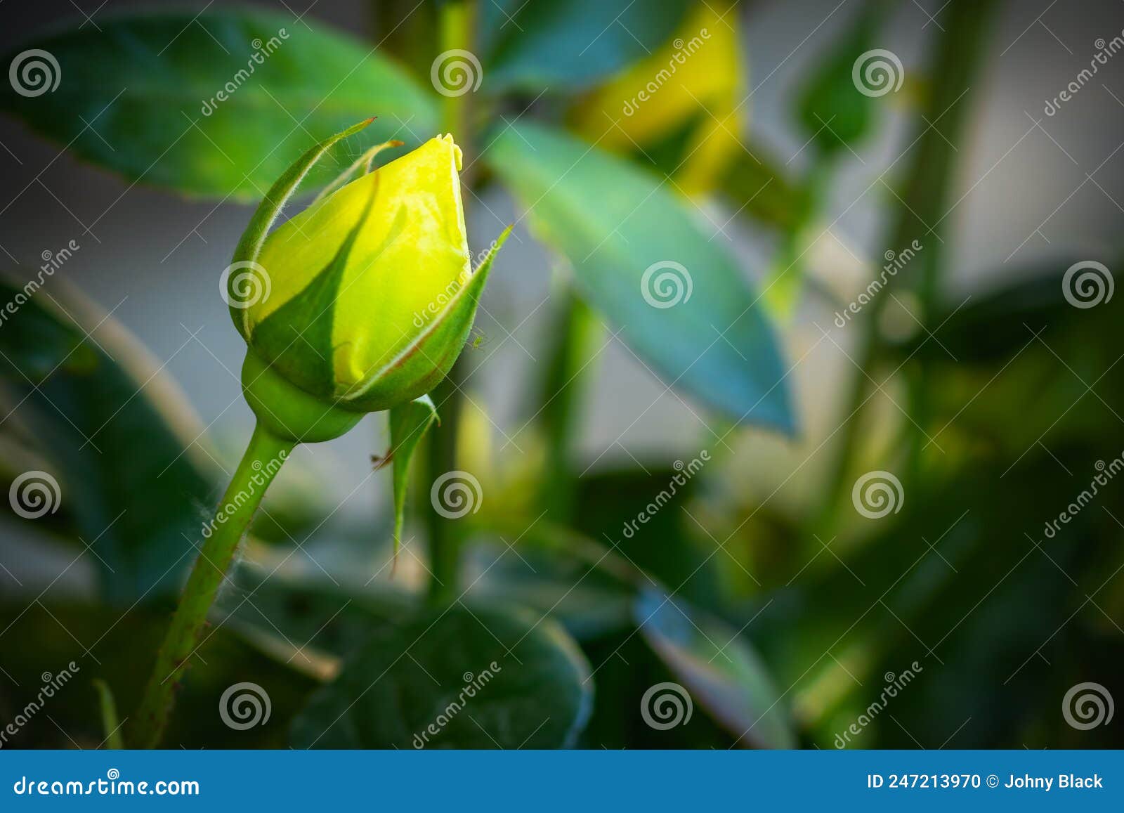 yellow rose buds in the garden. view close up of garden roses. rose aphid macrosiphum rosae, pest, on a rose