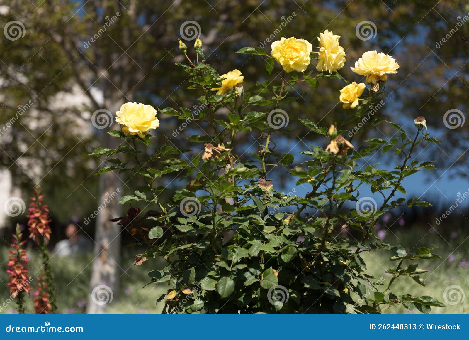 Yellow Rose Bush in the Garden Stock Image Image of rose, flora