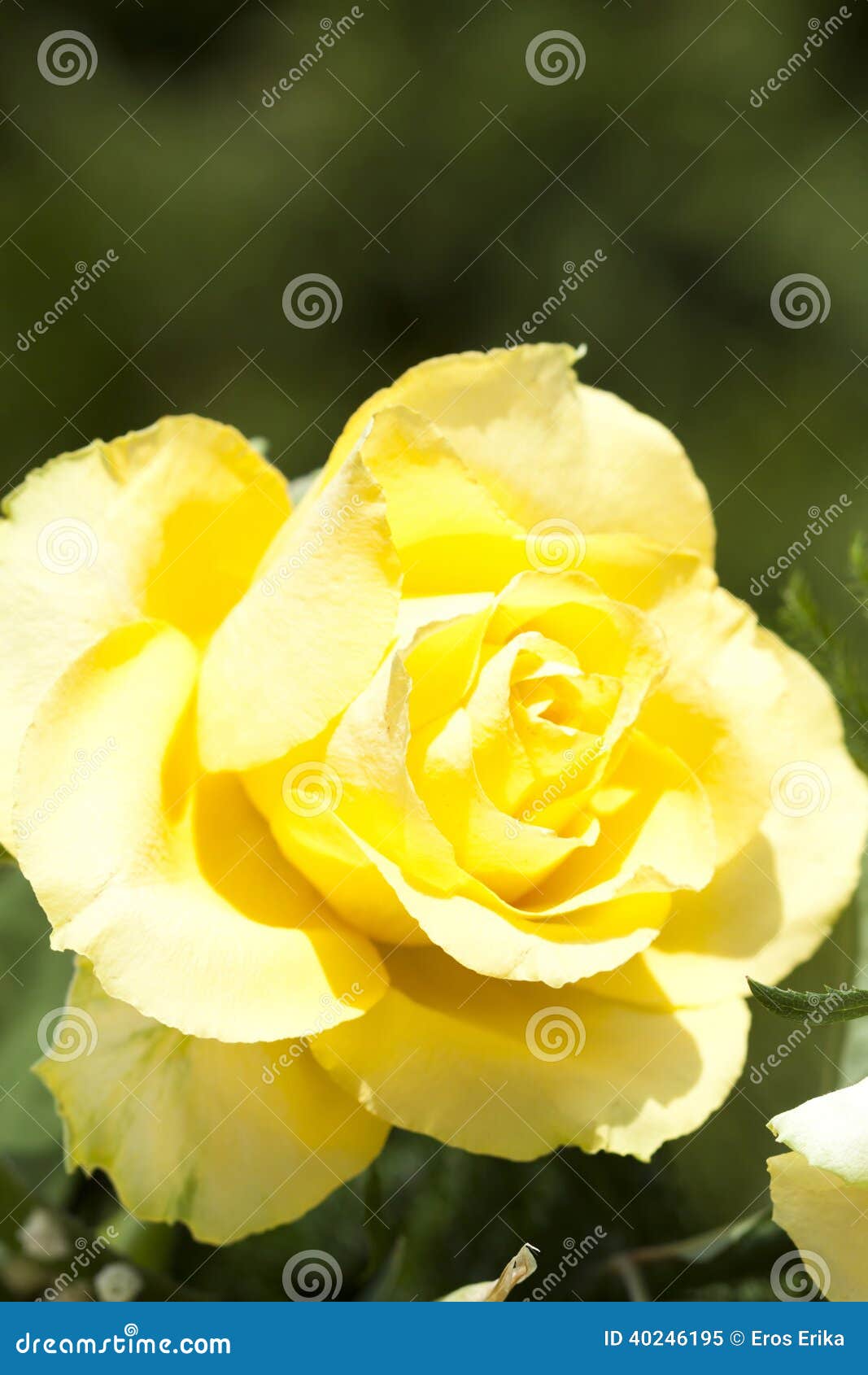 Yellow rose stock image. Image of dating, aroma, event 40246195