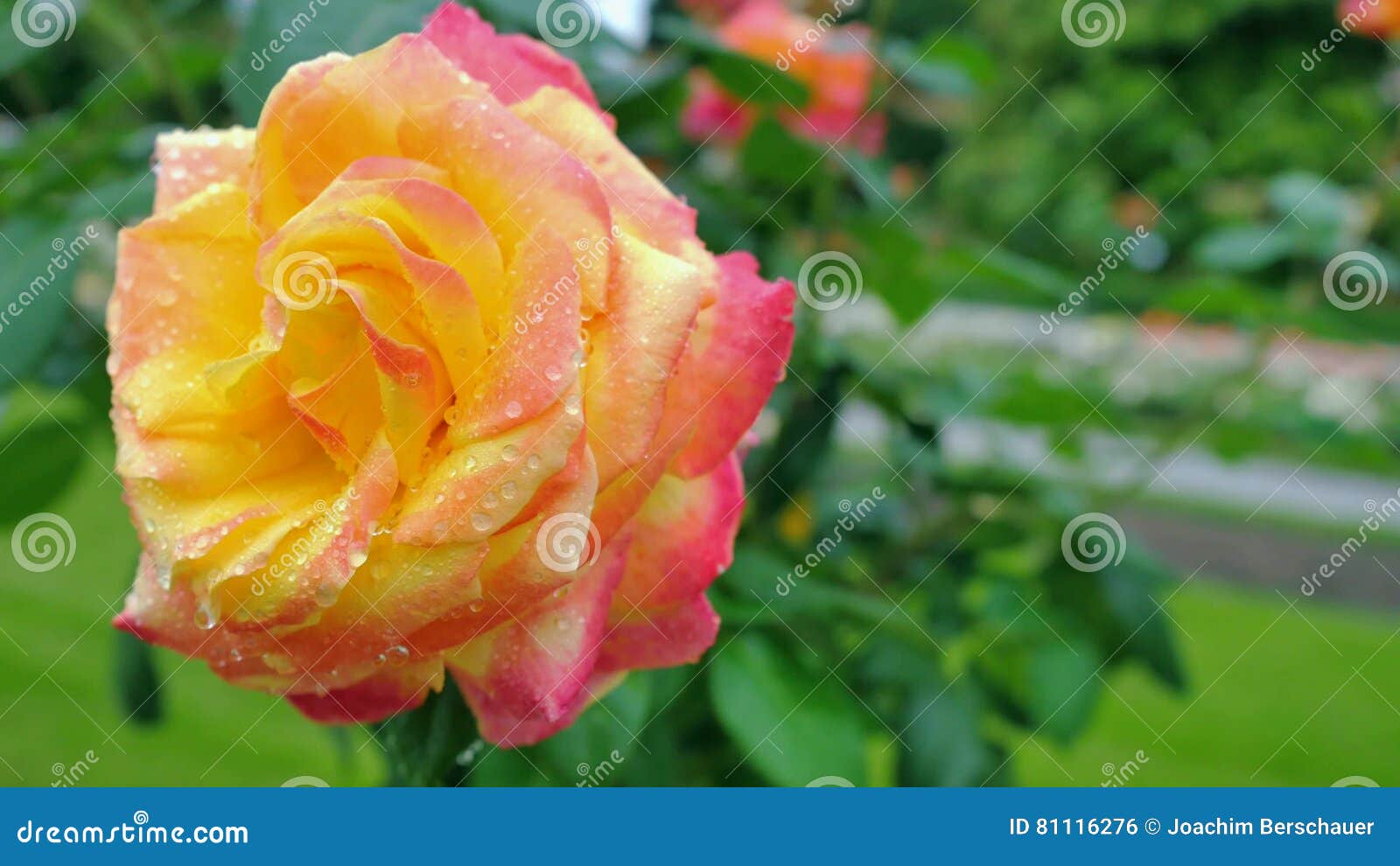 Yellow Rose Closeup on a Green Background Stock Photo Image of