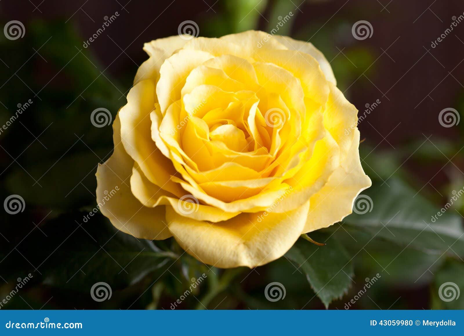 Yellow rose stock photo. Image of feeling, closeup, holiday 43059980