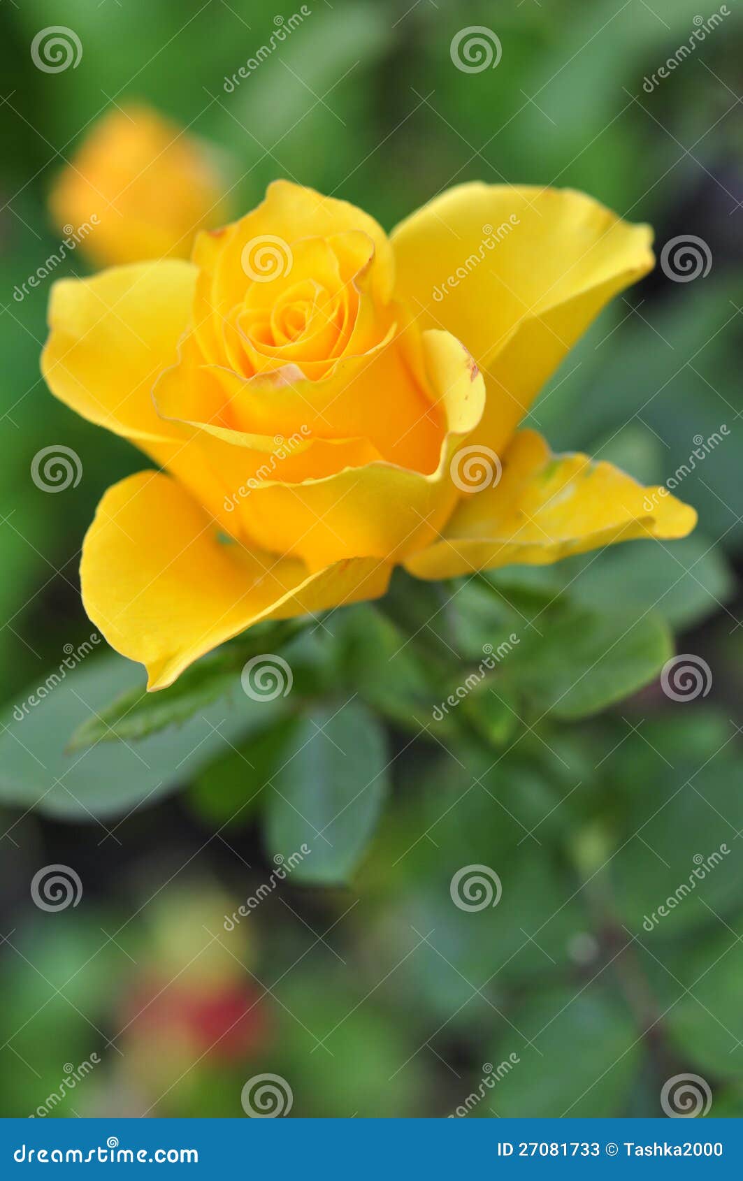Yellow rose flower stock image. Image of pastel, blossom 27081733