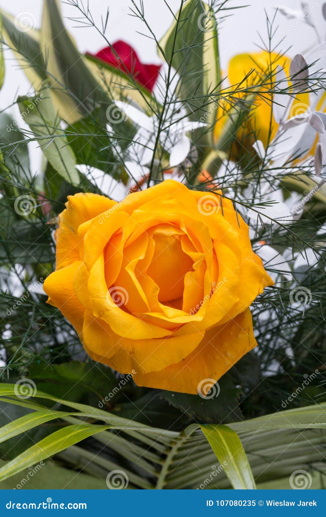 Yellow rose flower bouquet stock image. Image of natural 107080235